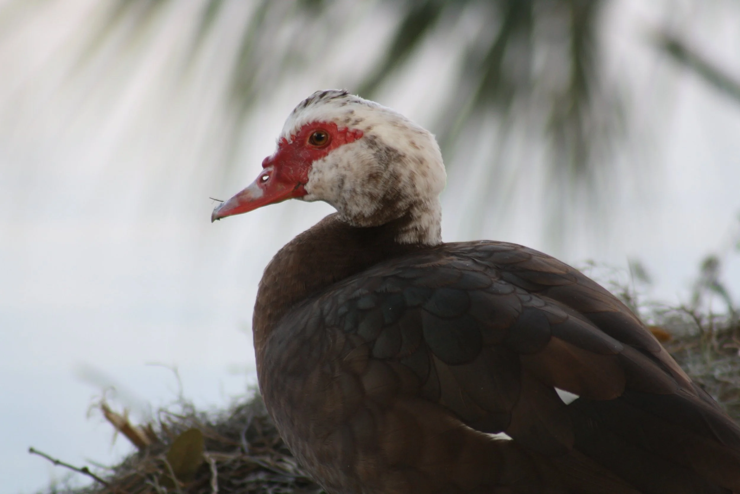Muscovy Duck, Savannah, GA, 2026.