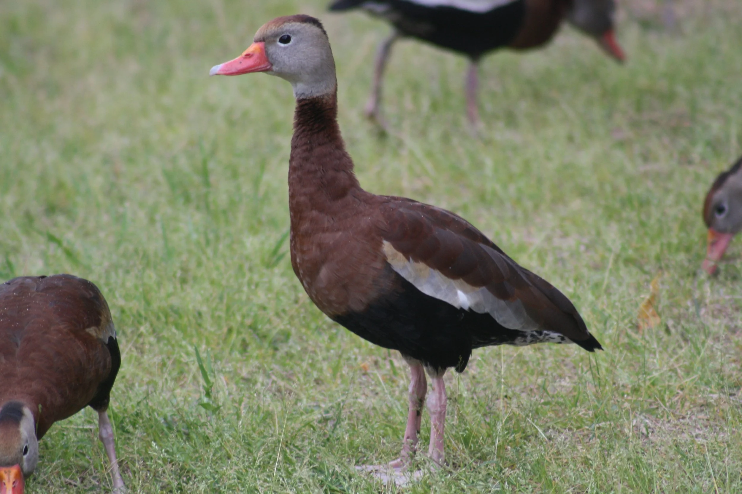 Black Bellied Whistling Duck, Hilton Head Island, SC, 2026.
