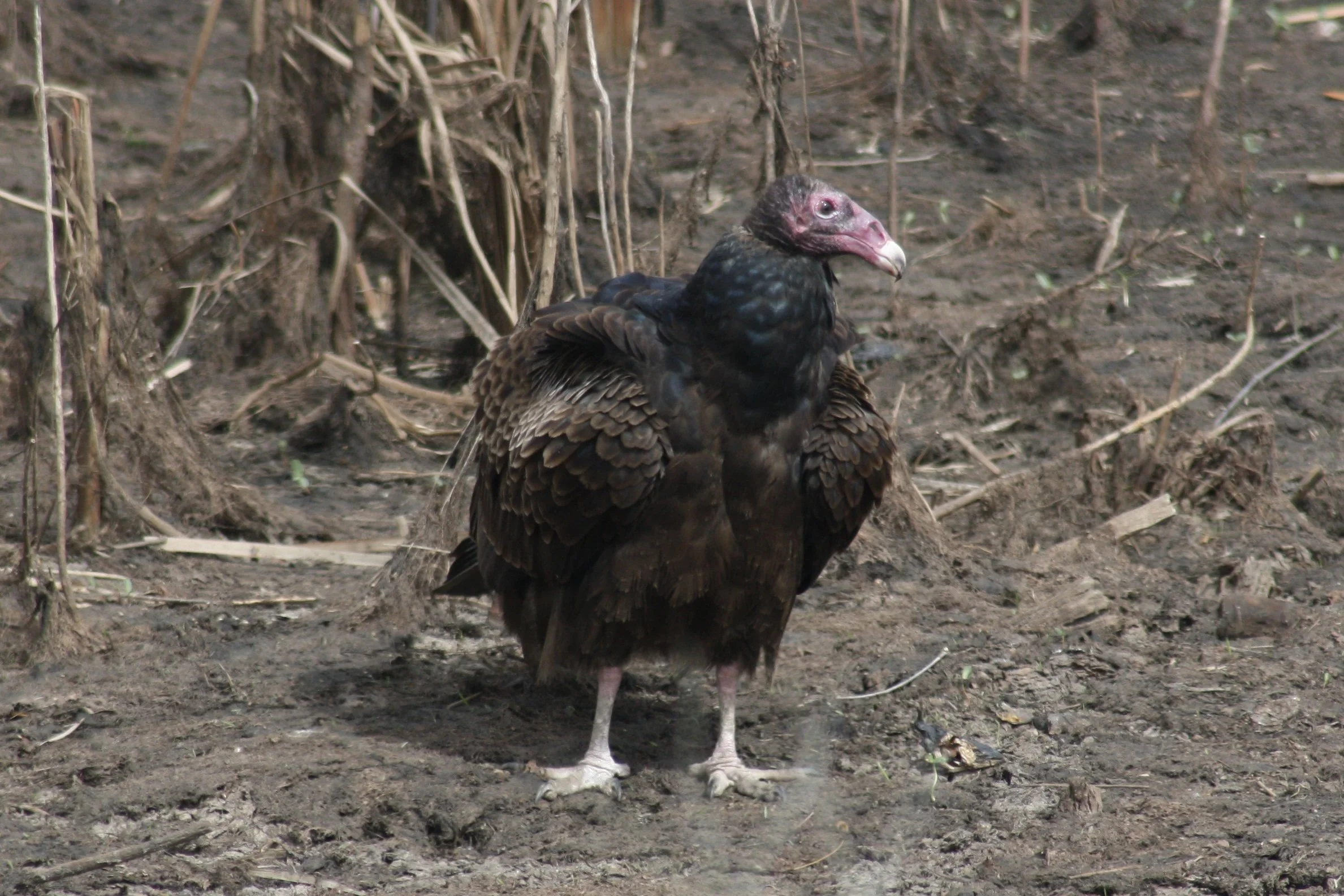 Turkey Vulture, Savannah, GA, 2026.