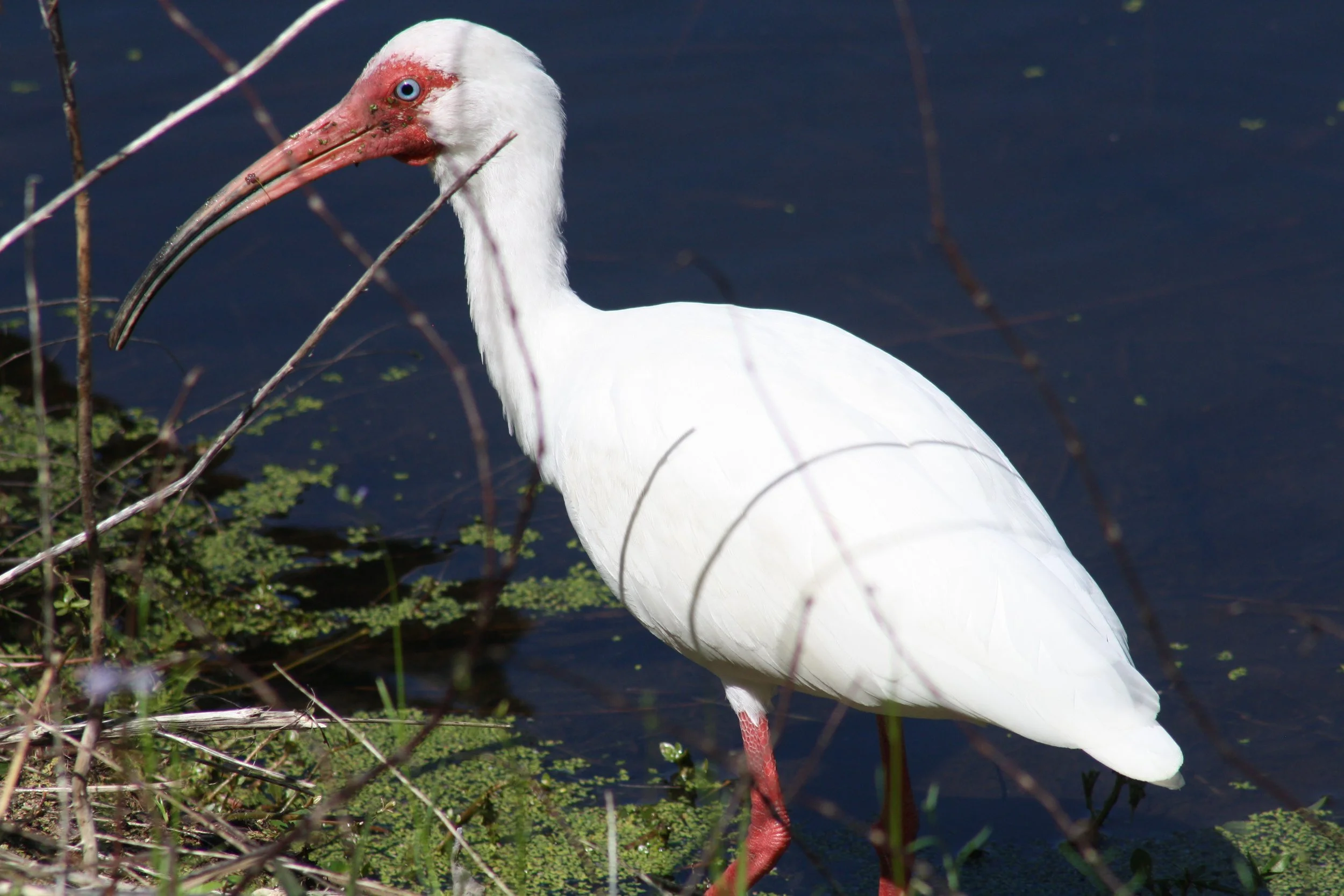 White Ibis, Hilton Head Island, SC, 2026.
