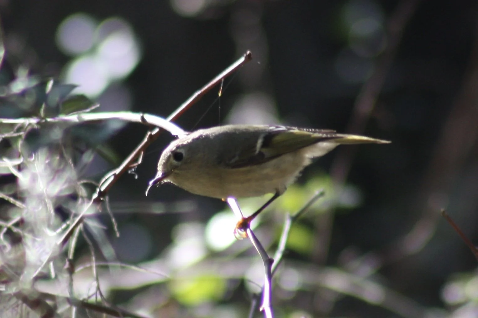 Ruby Crowned Kinglet, Skidaway Island, GA, 2026.