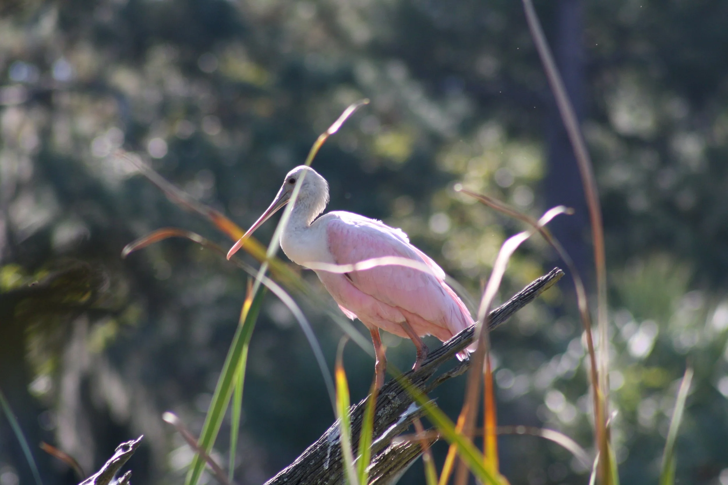 Roseate Spoonbill, Skidaway Island, GA, 2025.