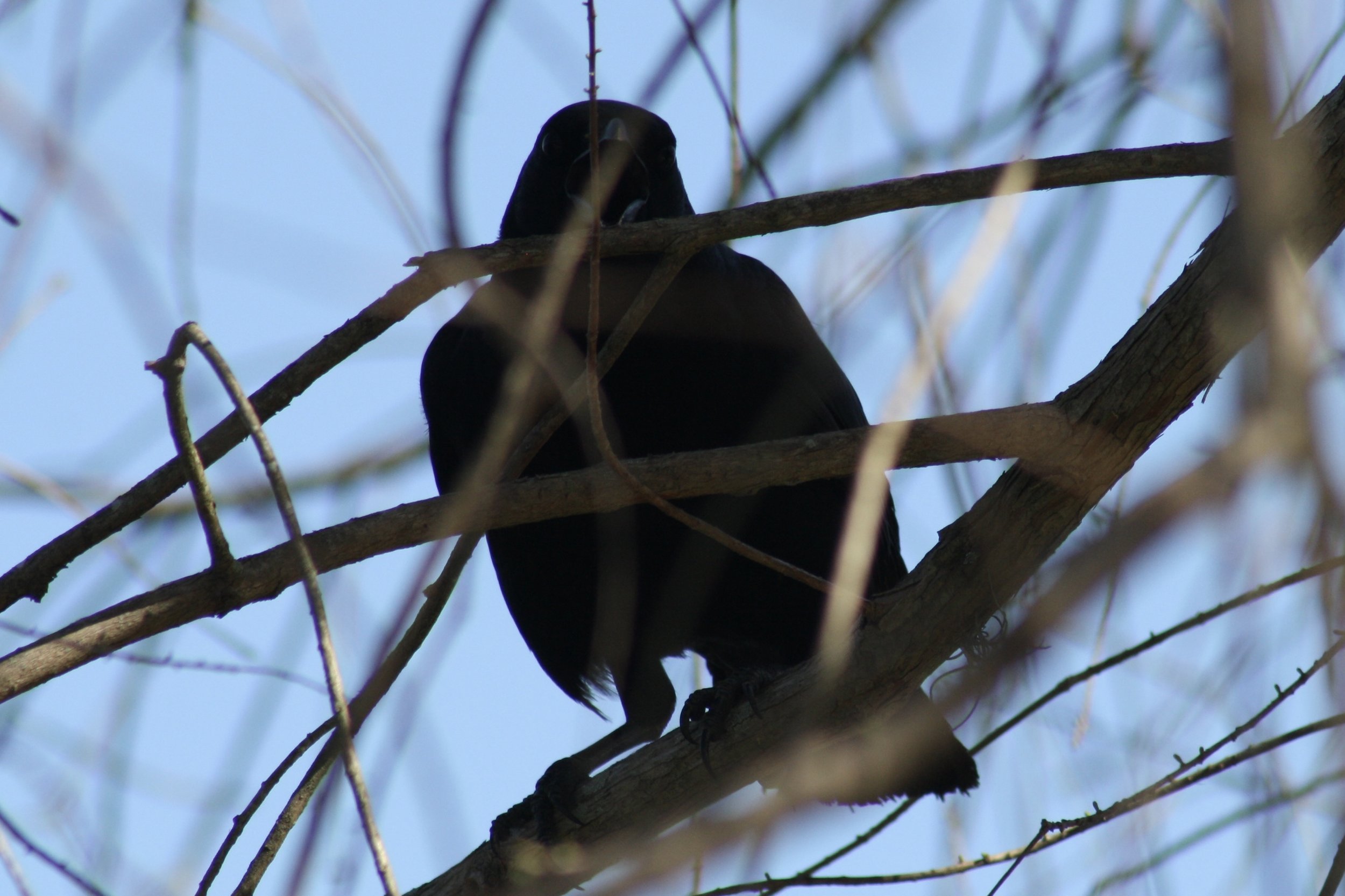 Fish Crow, Skidaway Island, GA, 2026.