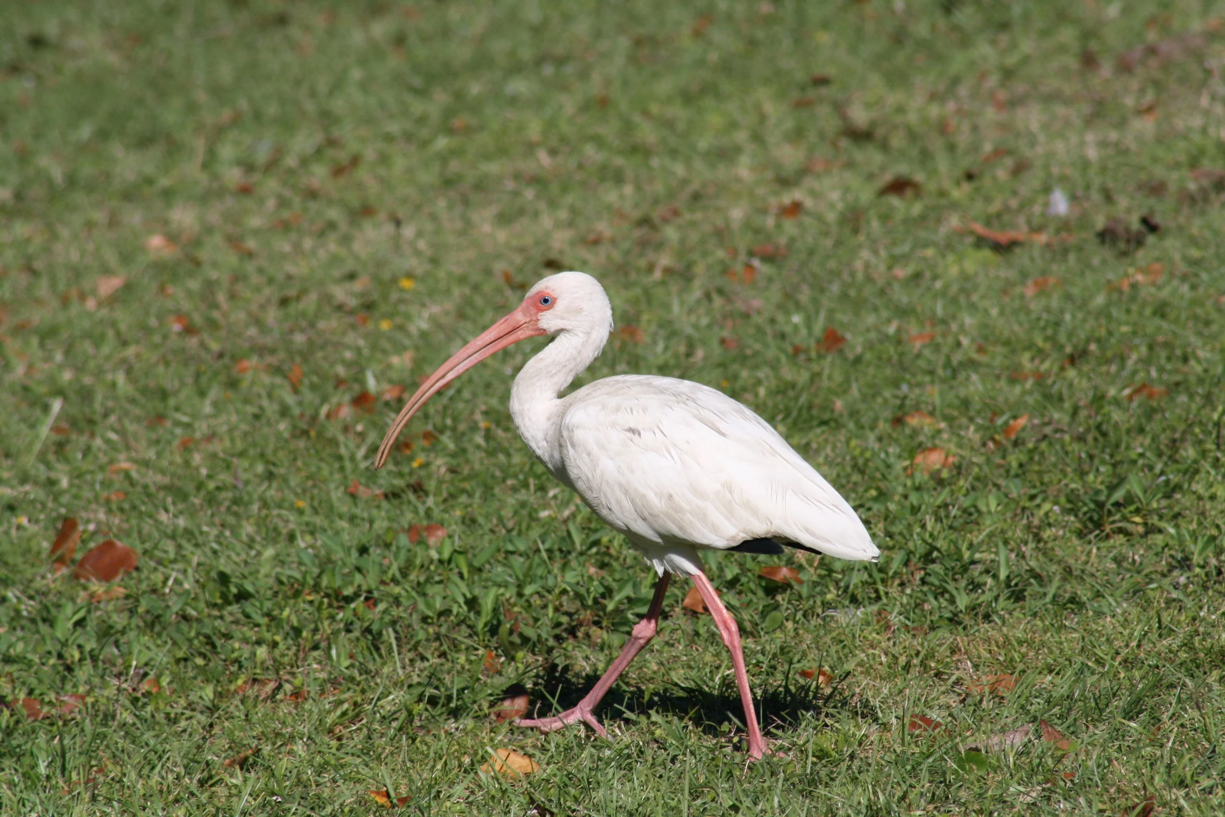 White Ibis, Savannah, GA, 2025.