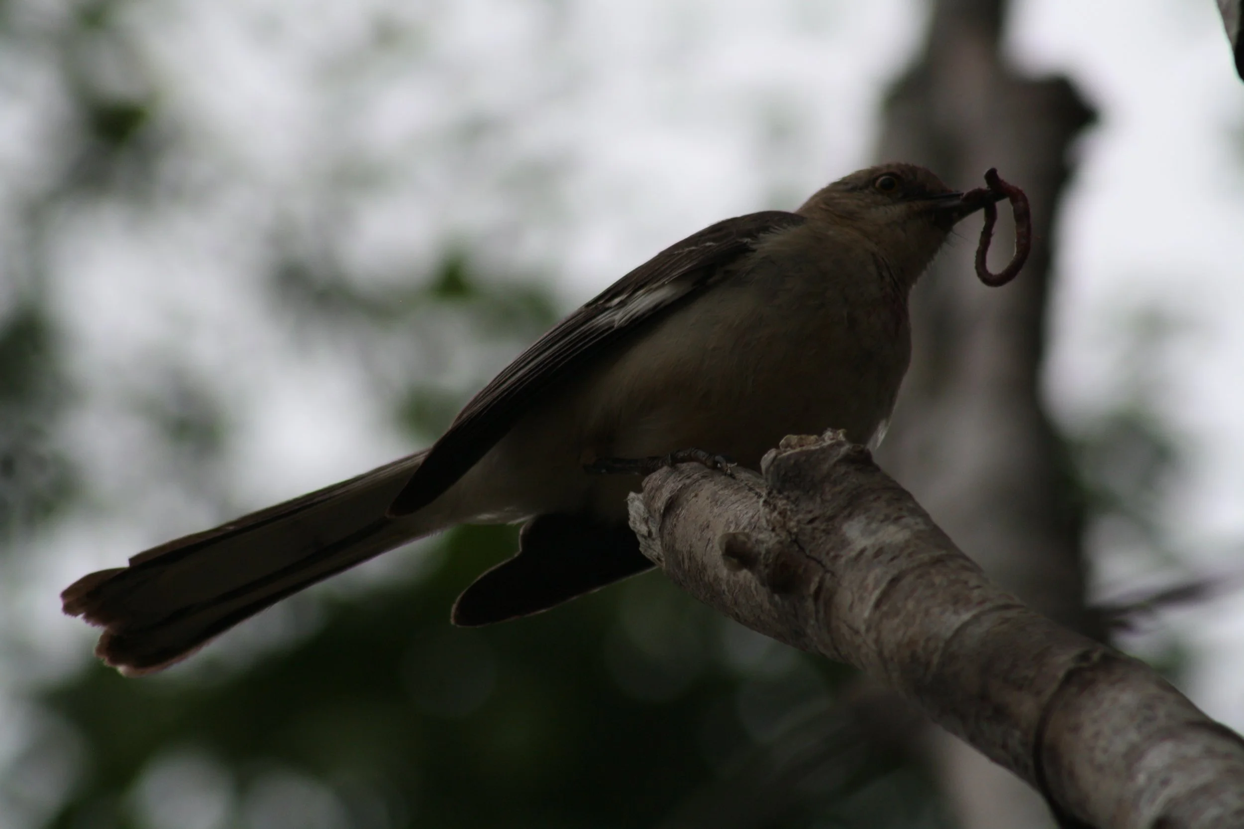 Northern Mockingbird, Heggie's Rock, GA, 2025.