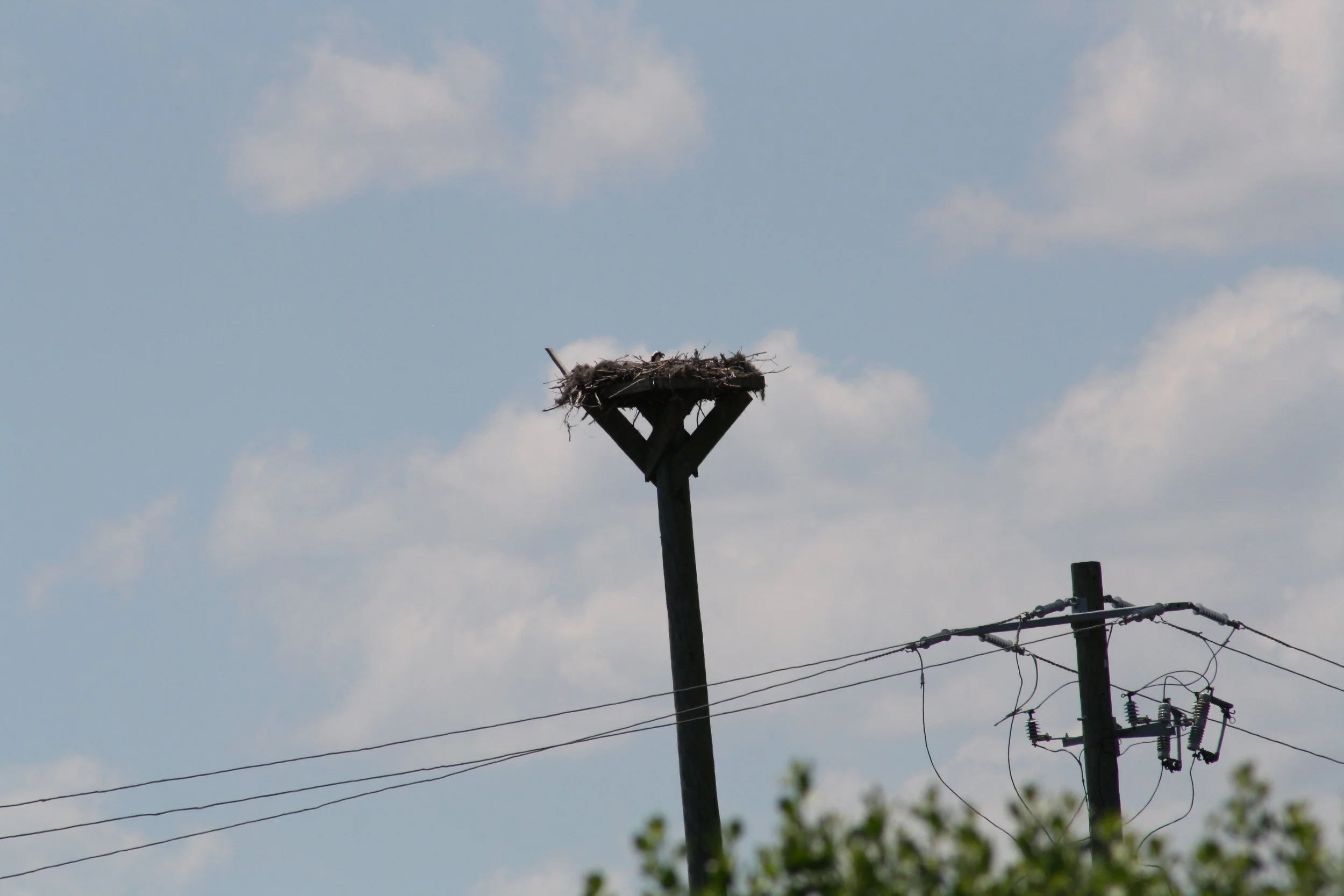 Osprey, Fort Pulaski, GA, 2025.