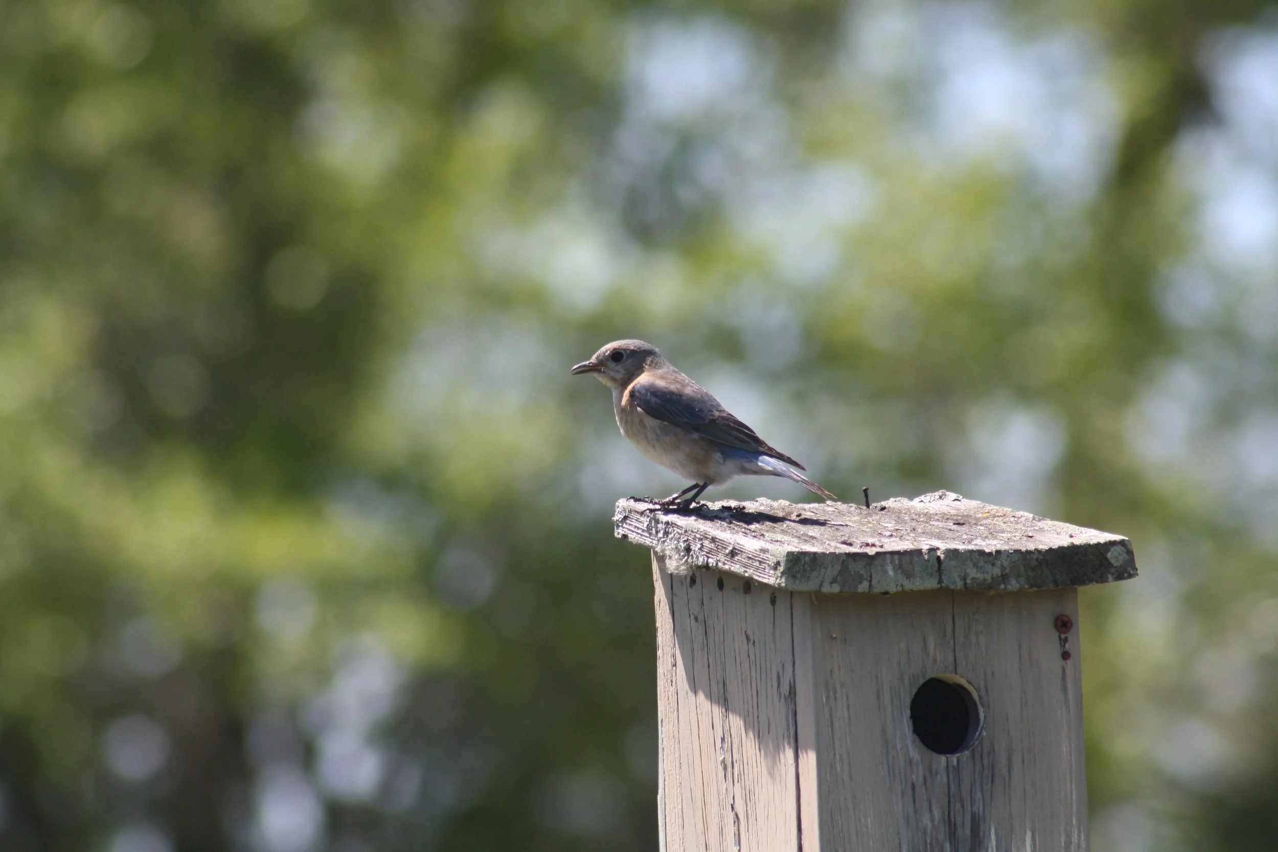 Eastern Bluebird, Hilton Head Island, SC, 2026.