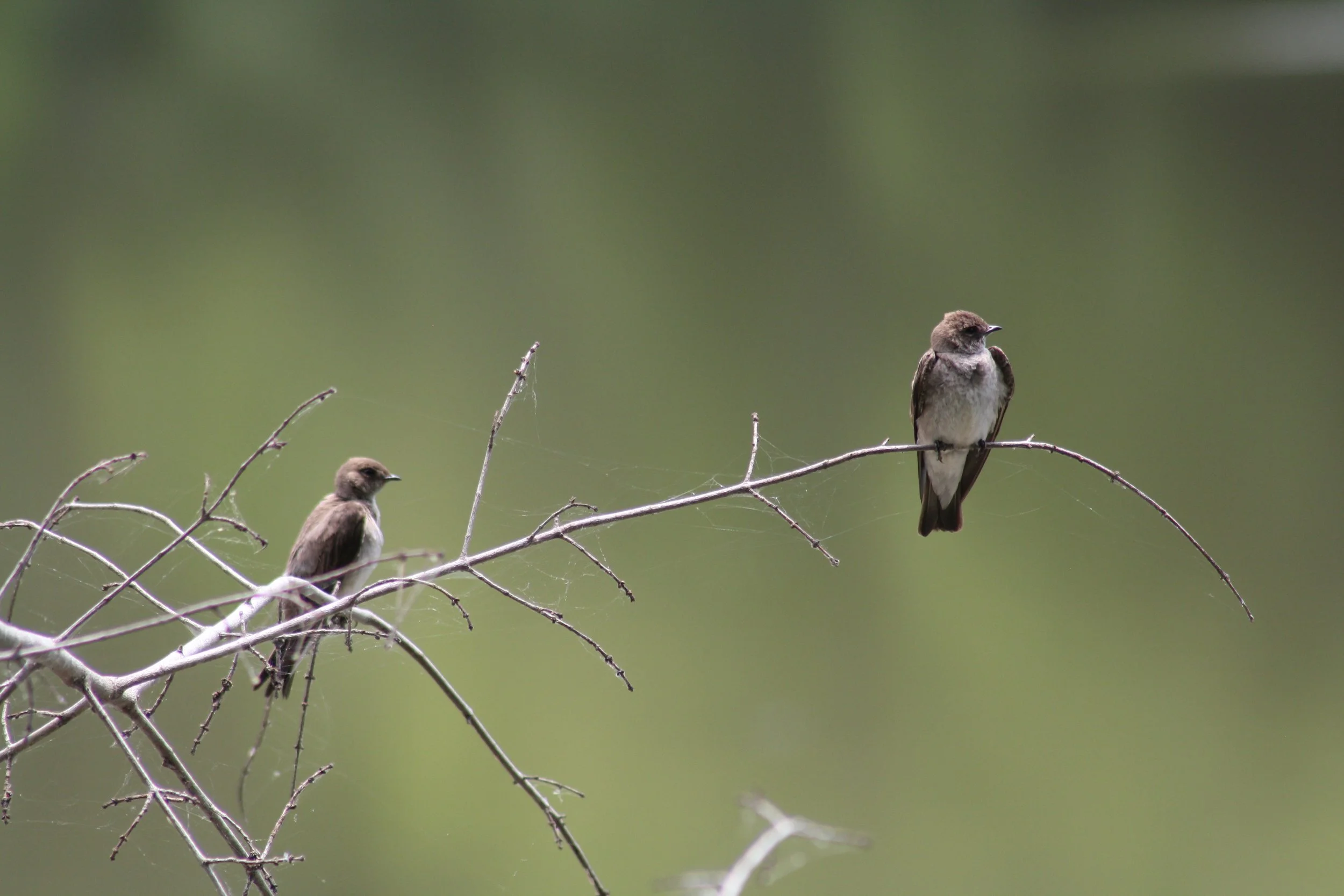 Northern Rough Winged Swallow, Atlanta, GA, 2025.