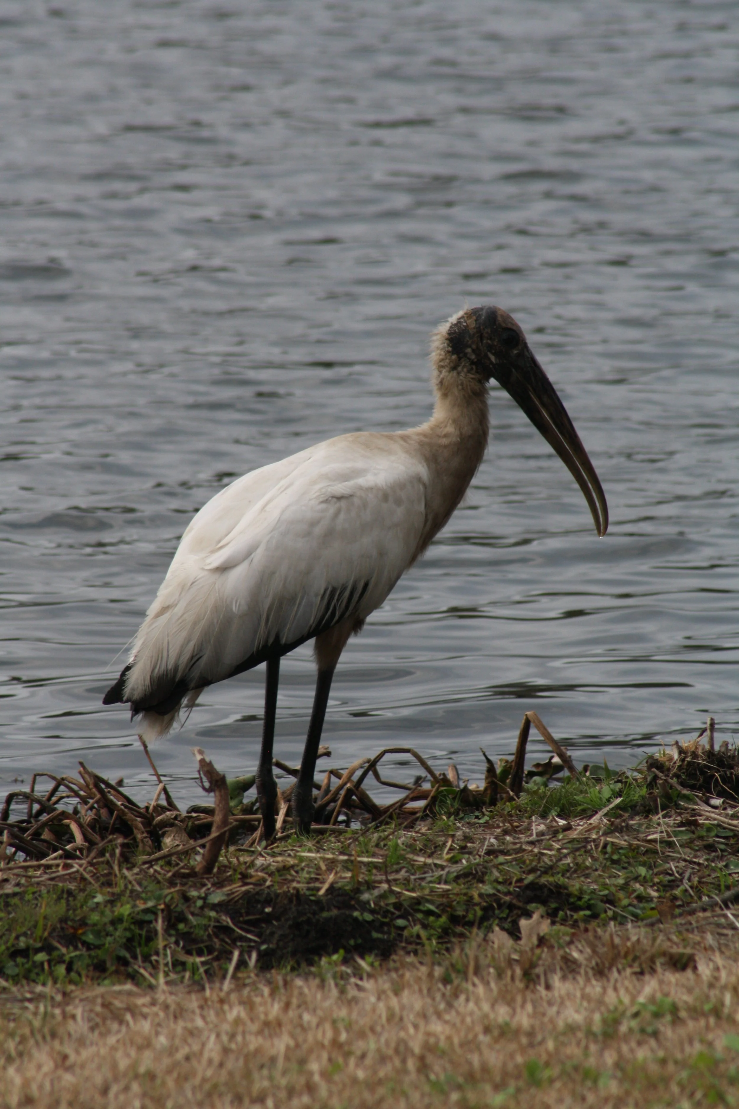 Wood Stork, Savannah, GA, 2026.