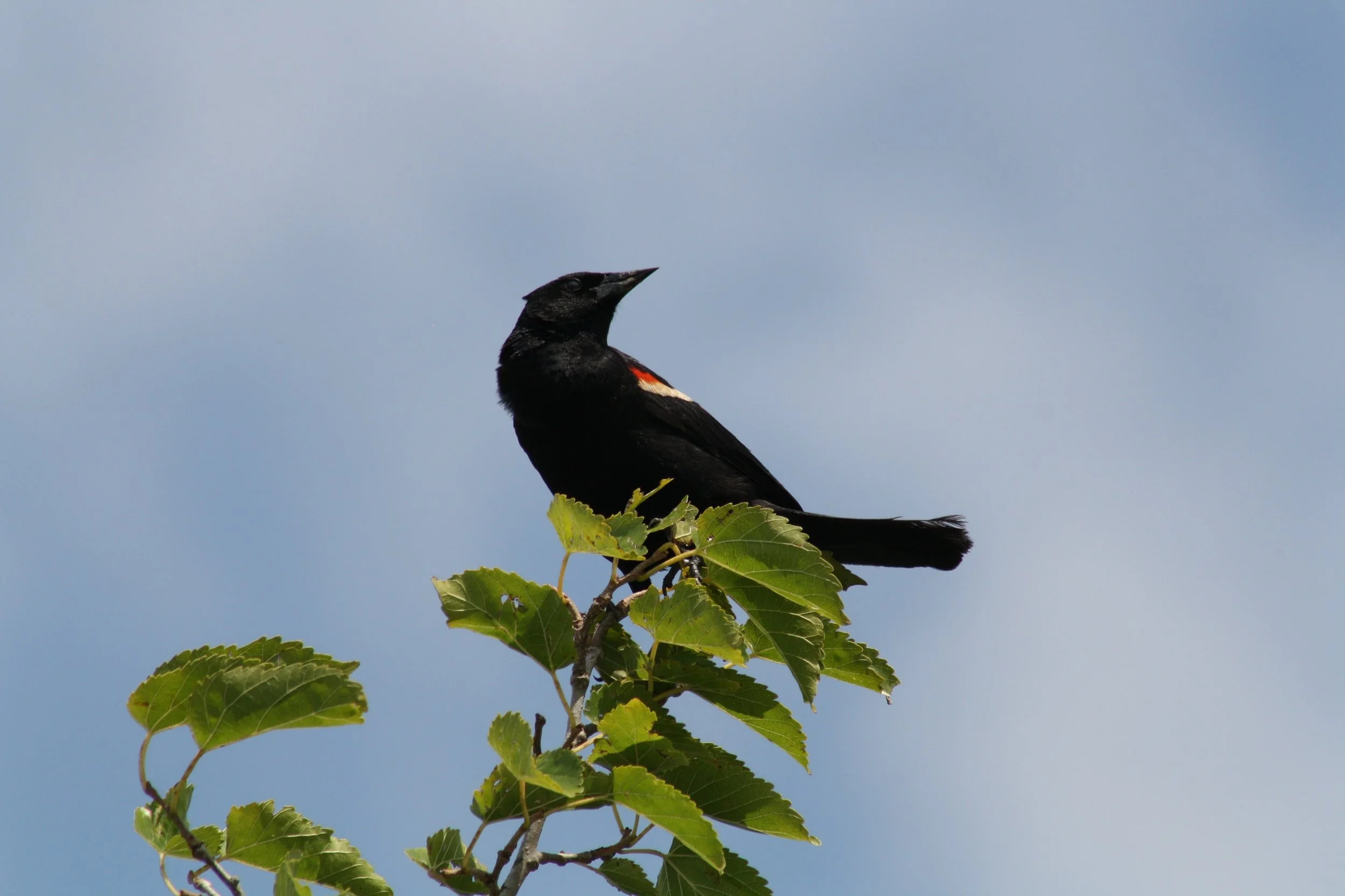 Red Winged Blackbird, Andrew's Island Causeway, GA, 2025.