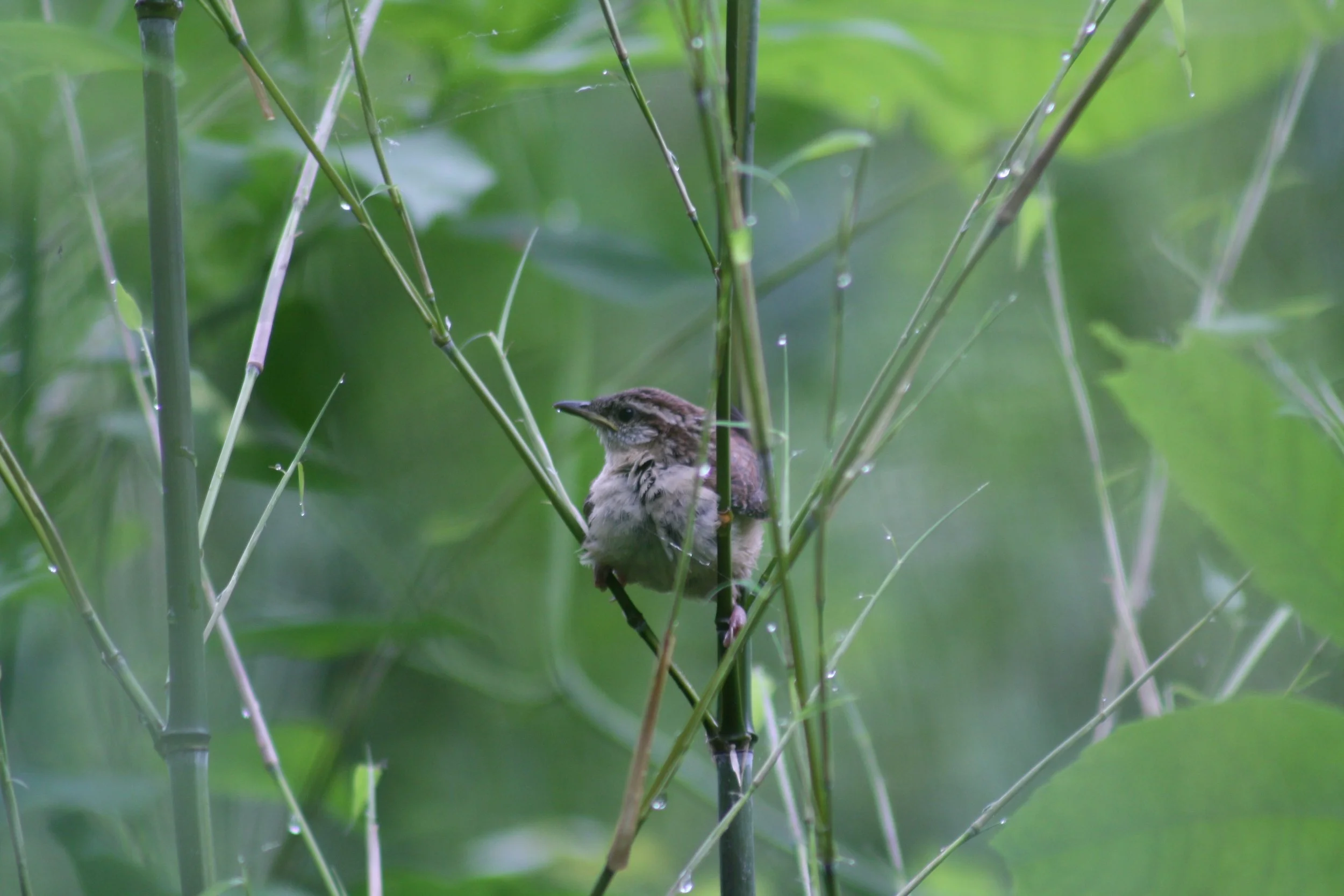 Carolina Wren, Atlanta, GA, 2025.