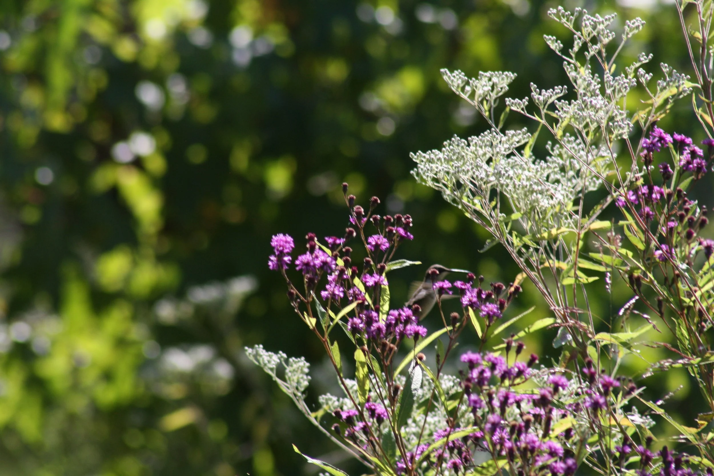 Ruby Throated Hummingbird, Atlanta, GA, 2025.