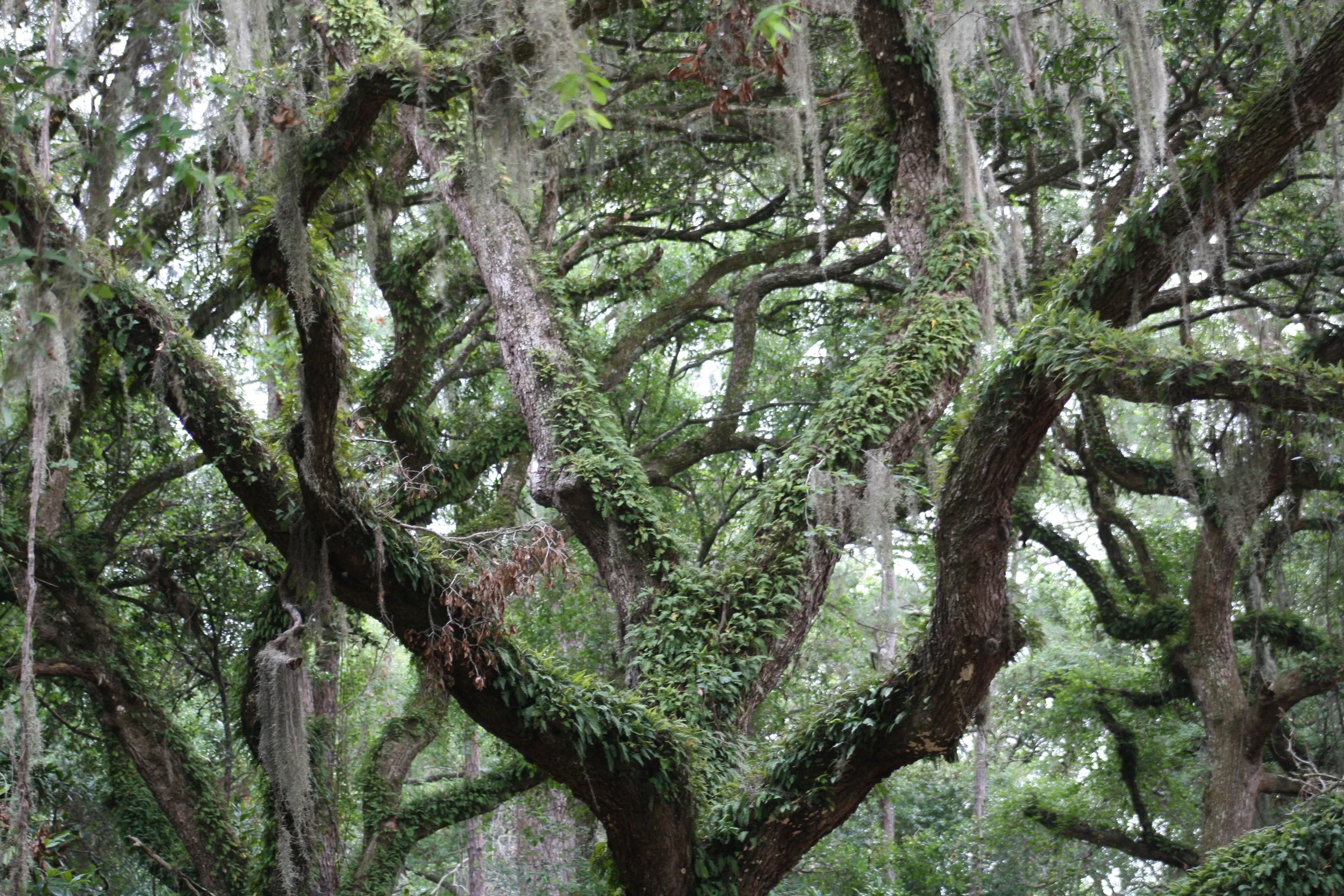 Jekyll Island, GA, 2025.