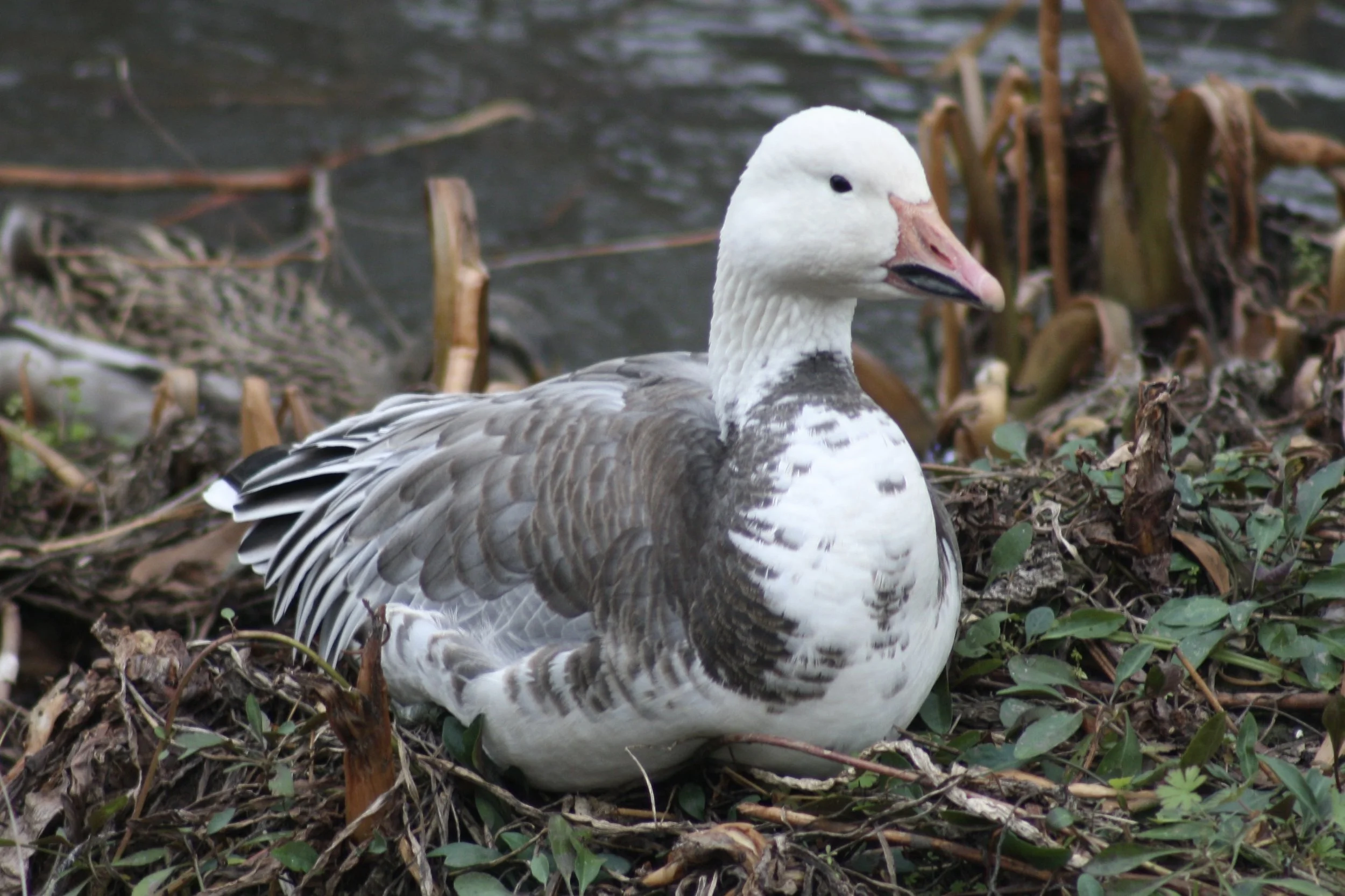 Snow Goose, Savannah, GA, 2026.