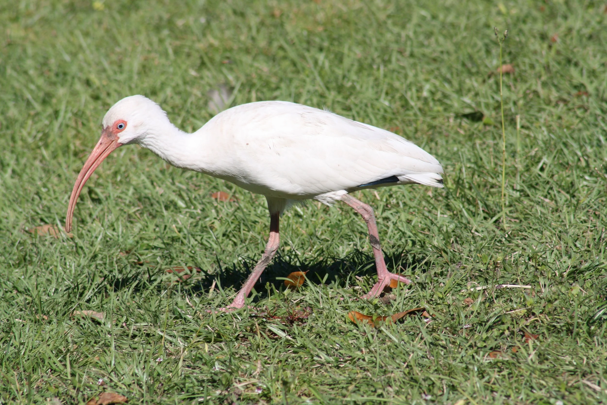 White Ibis, Savannah, GA, 2025.