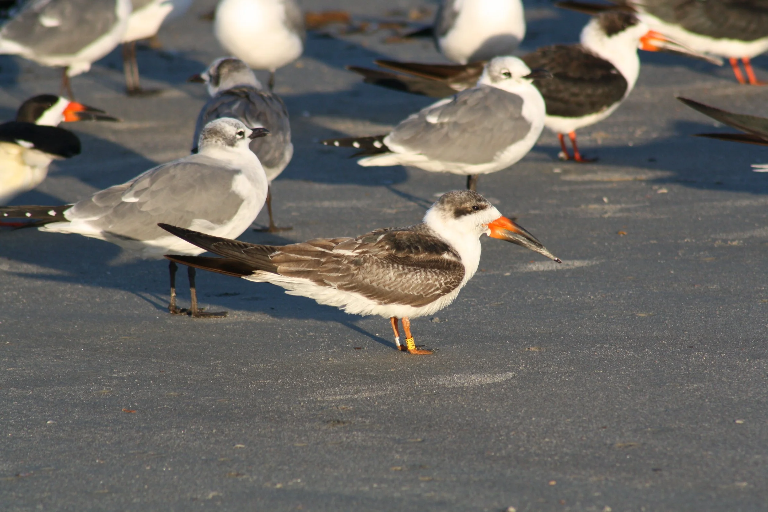 Black Skimmer, Tybee Island, GA, 2025.