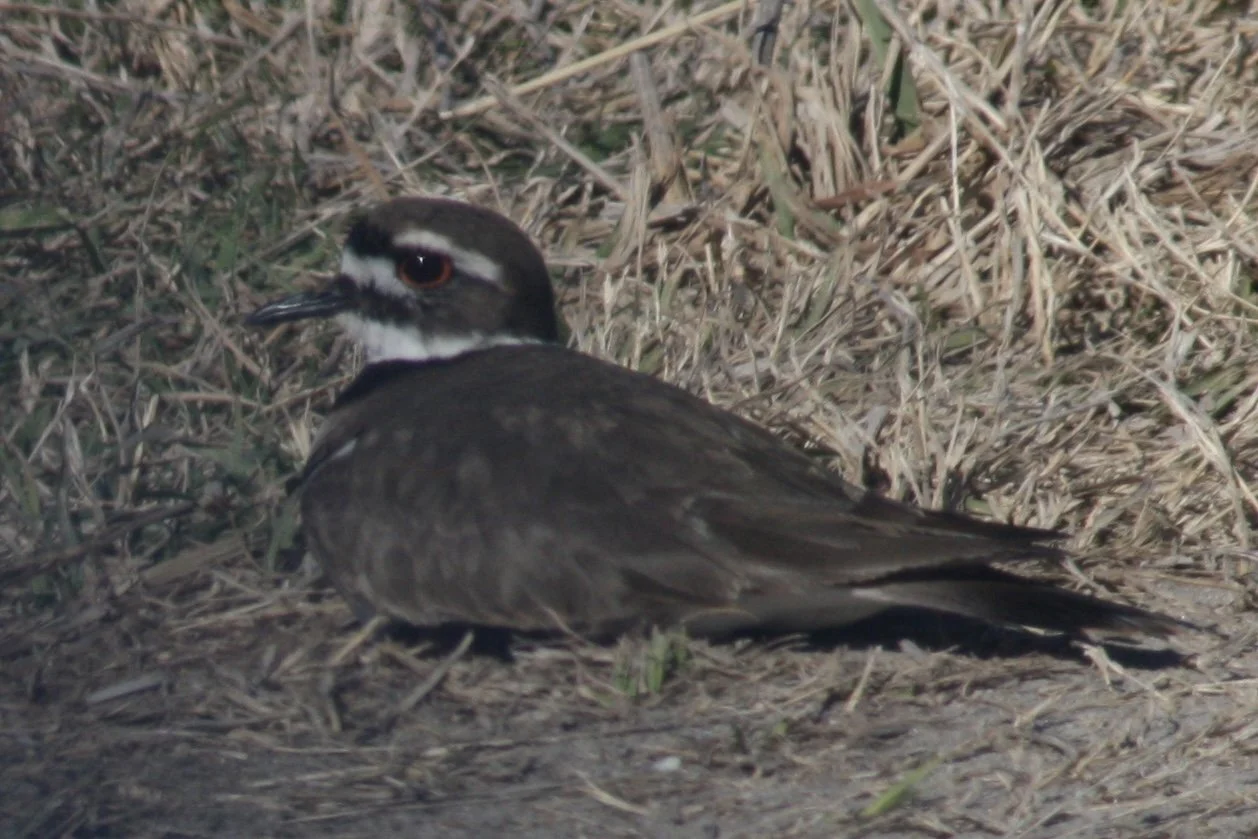 Killdeer, Savannah, GA, 2026.
