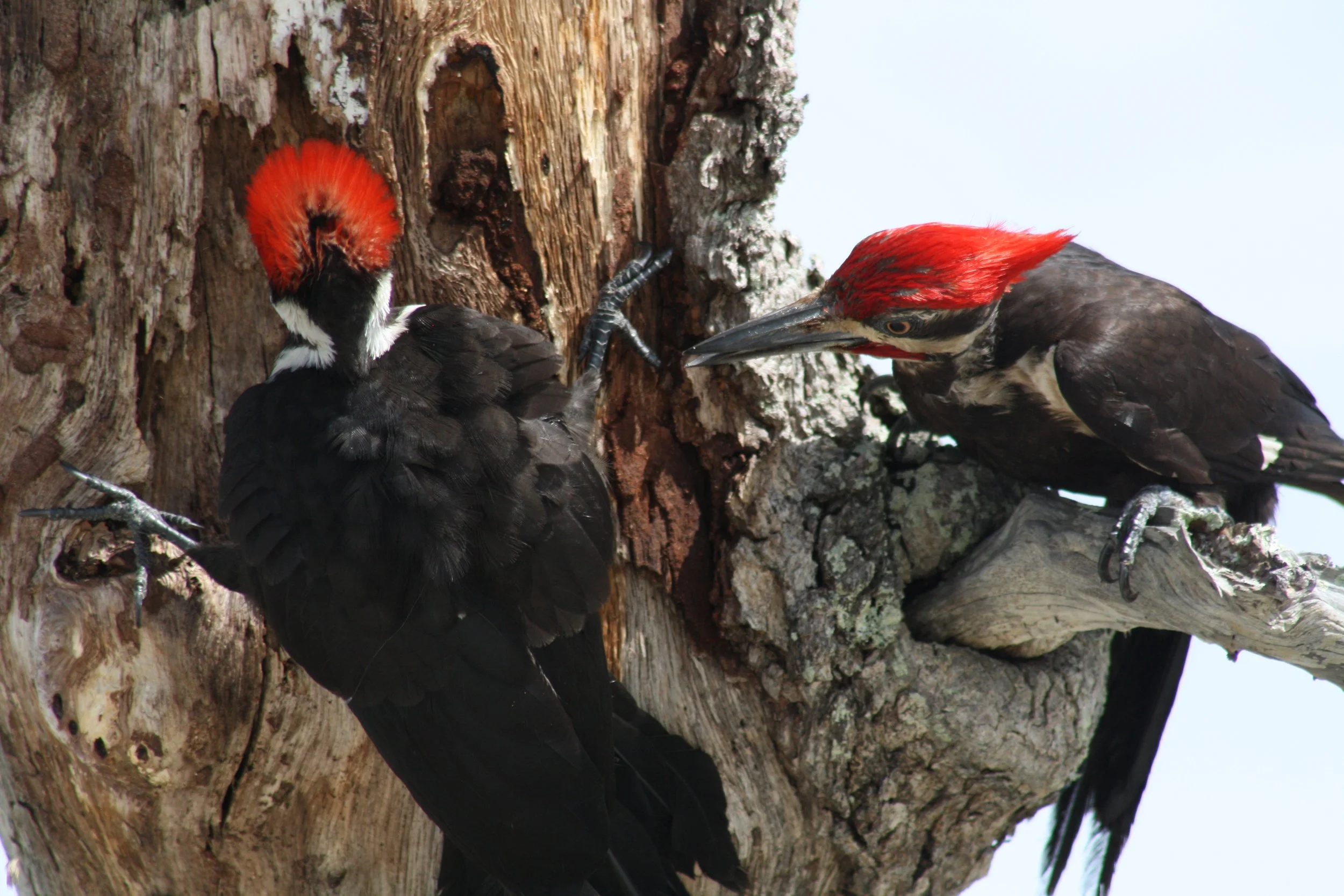 Pileated Woodpecker, Jekyll Island, GA, 2025.