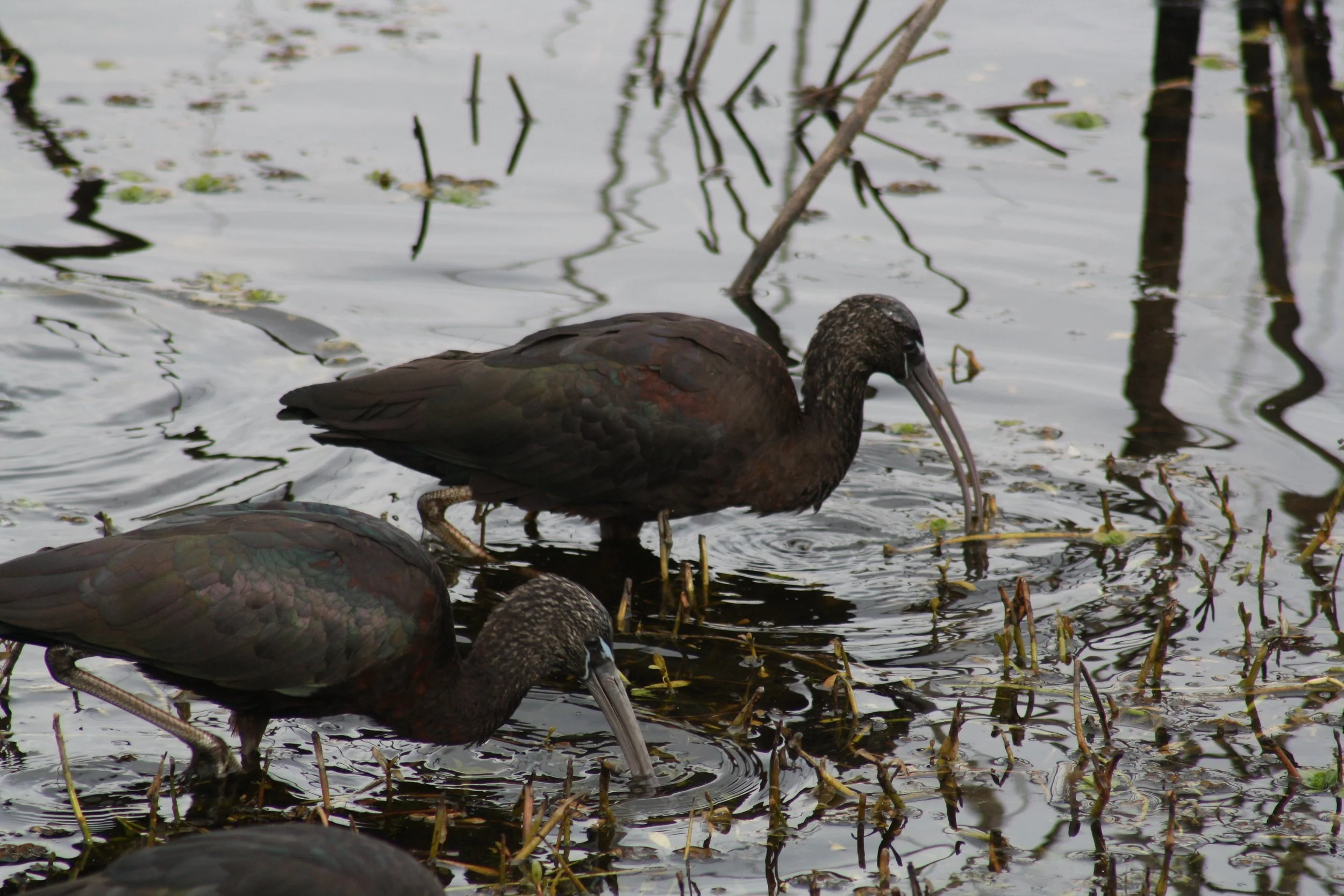Glossy Ibis, Savannah, GA, 2026.