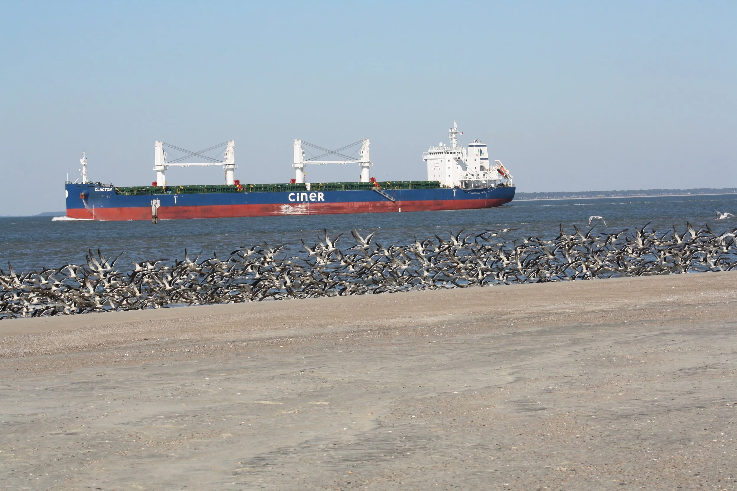 Black Skimmer, Tybee Island, GA, 2025.