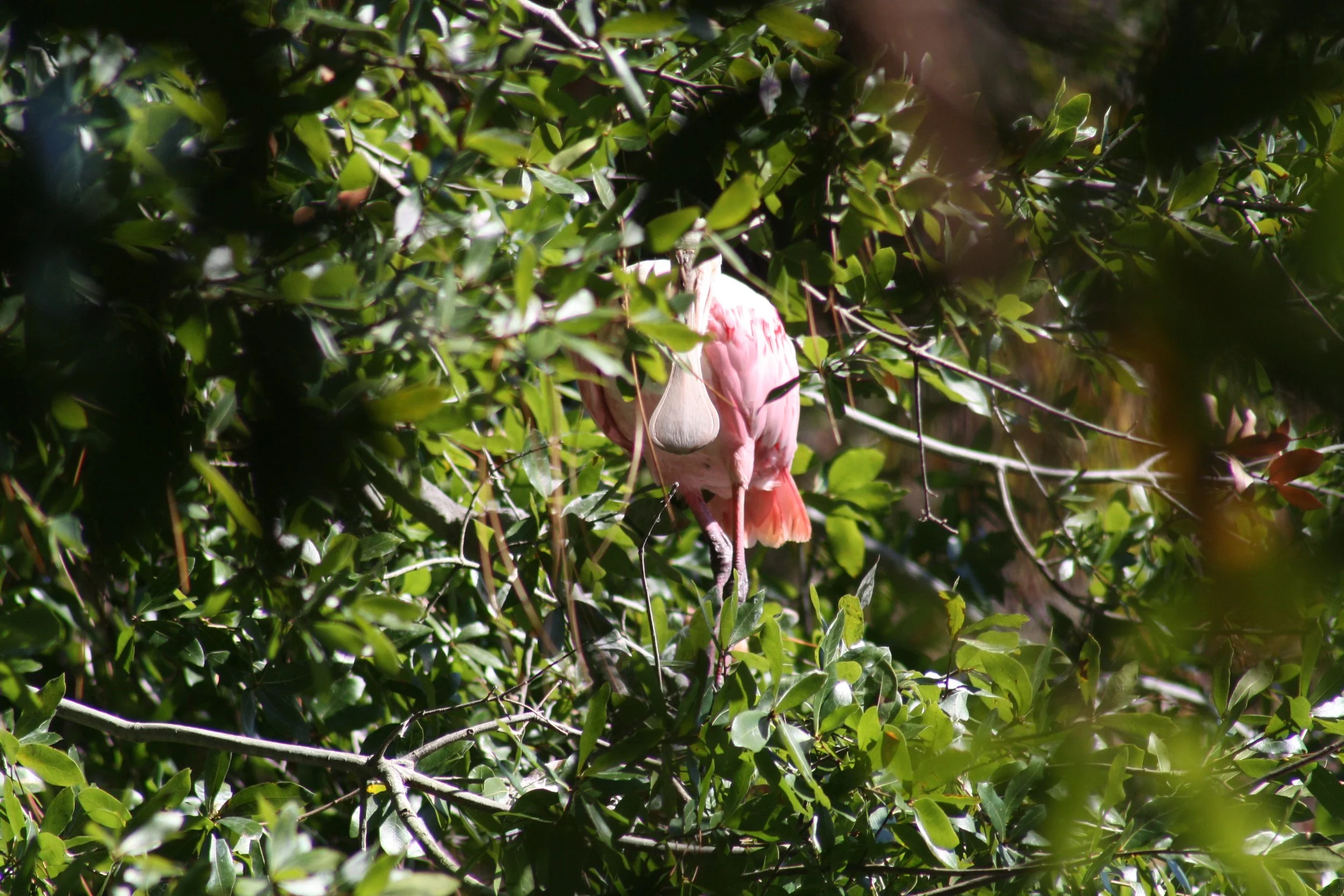 Roseate Spoonbill, Jekyll Island, GA, 2025.