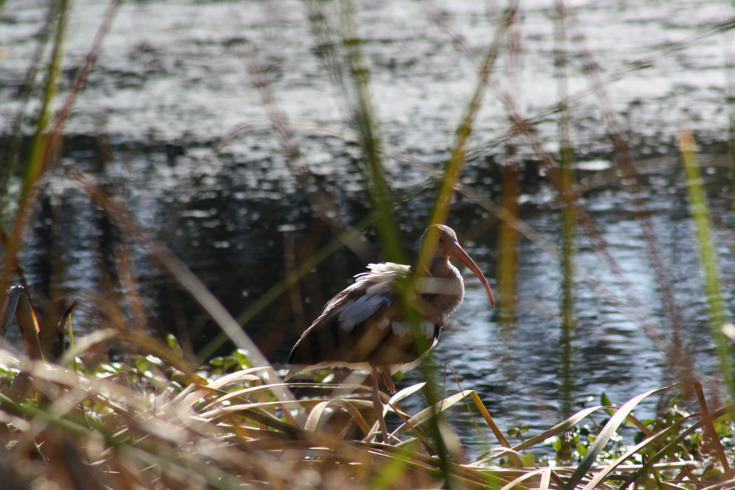 White Ibis, Skidaway Island, GA, 2025.