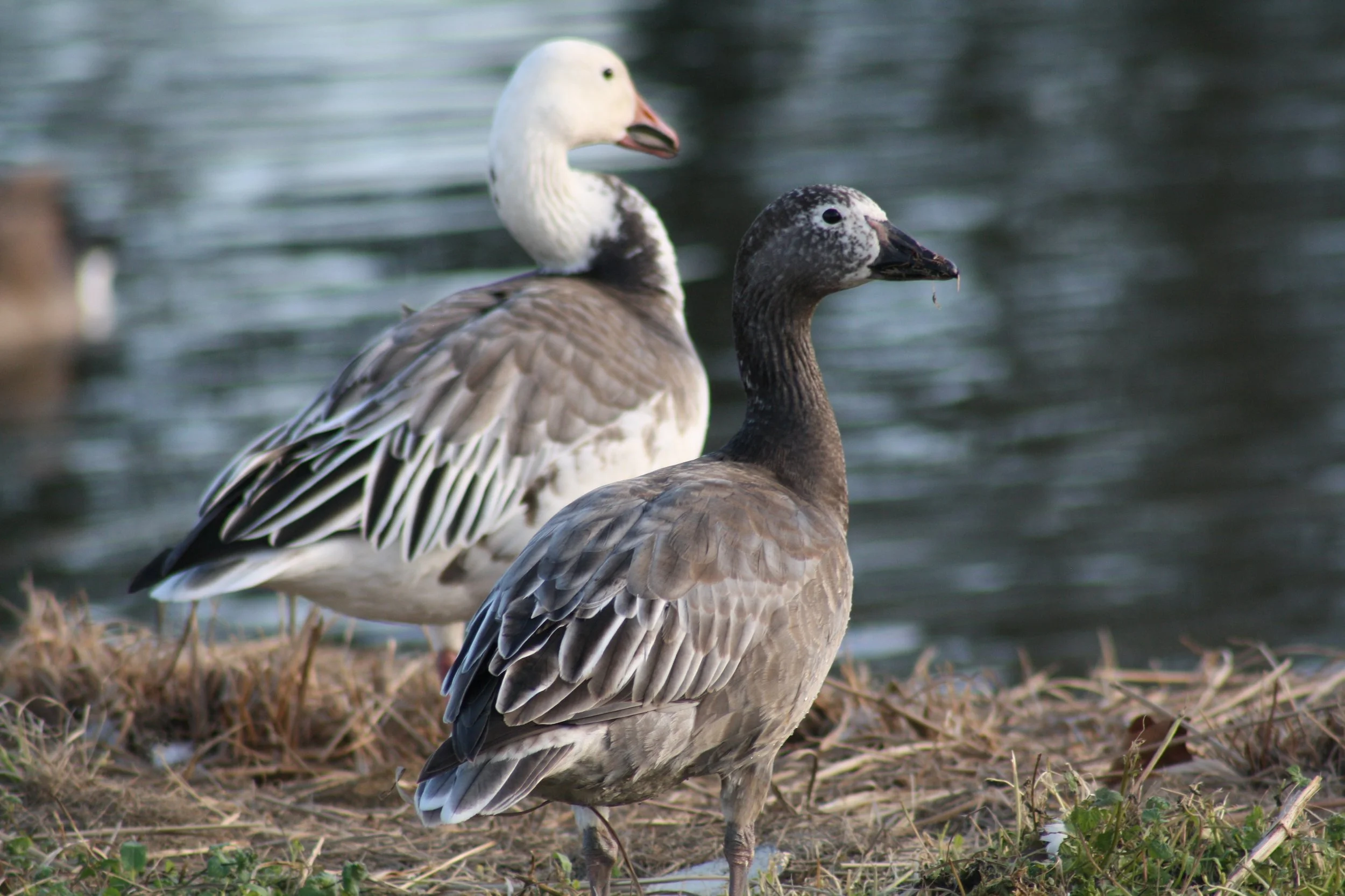 Snow Goose, Savannah, GA, 2026.
