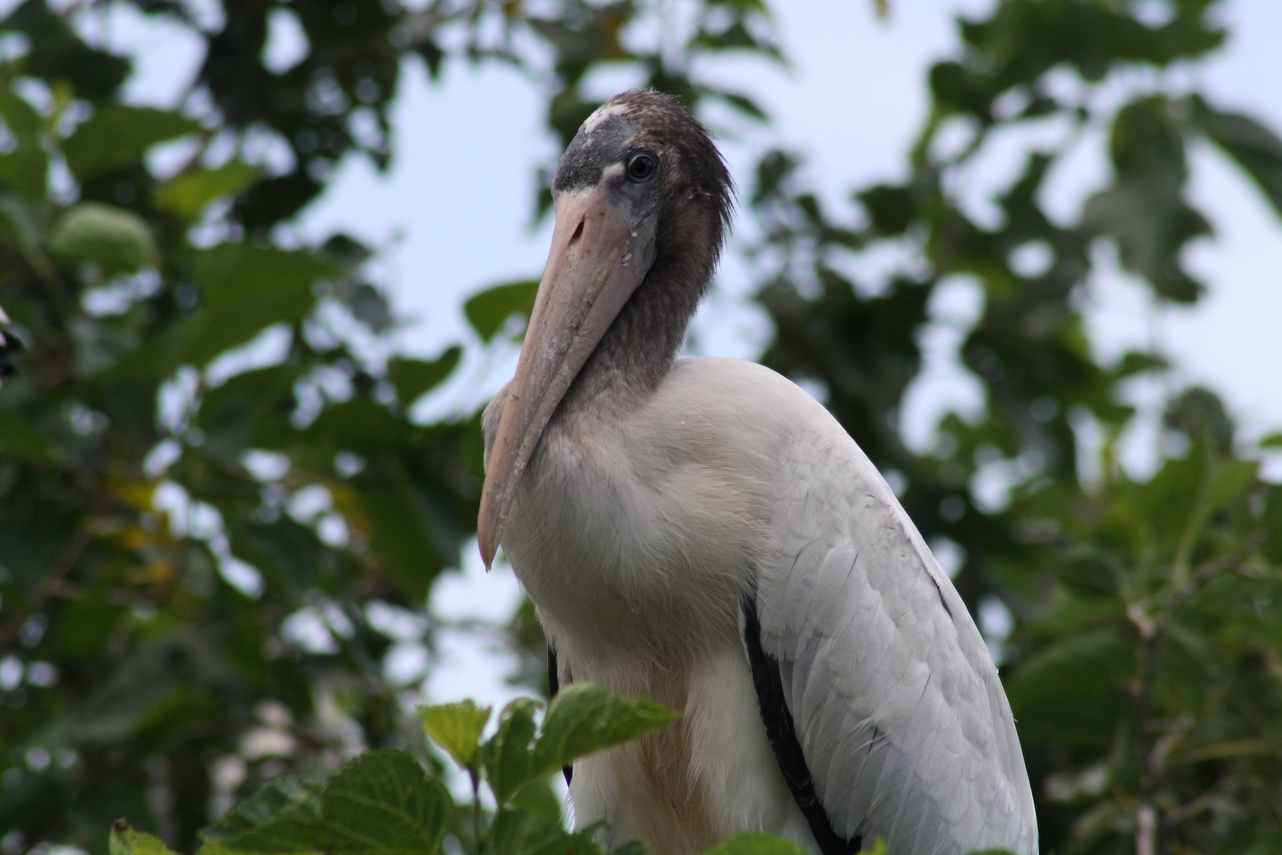 Wood Stork, Port Royal, SC, 2026.