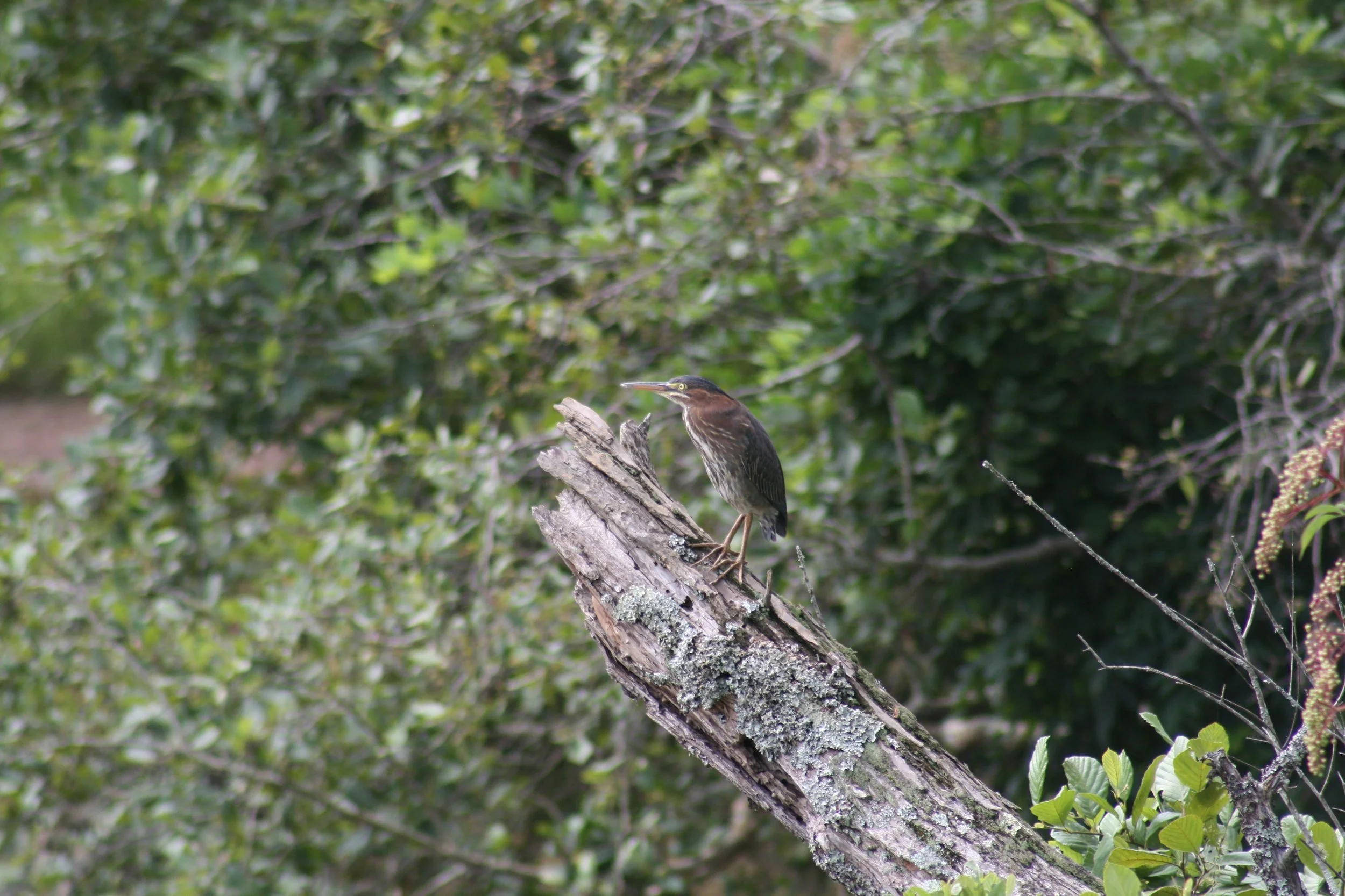 Green Heron, Suwanee, GA, 2025.