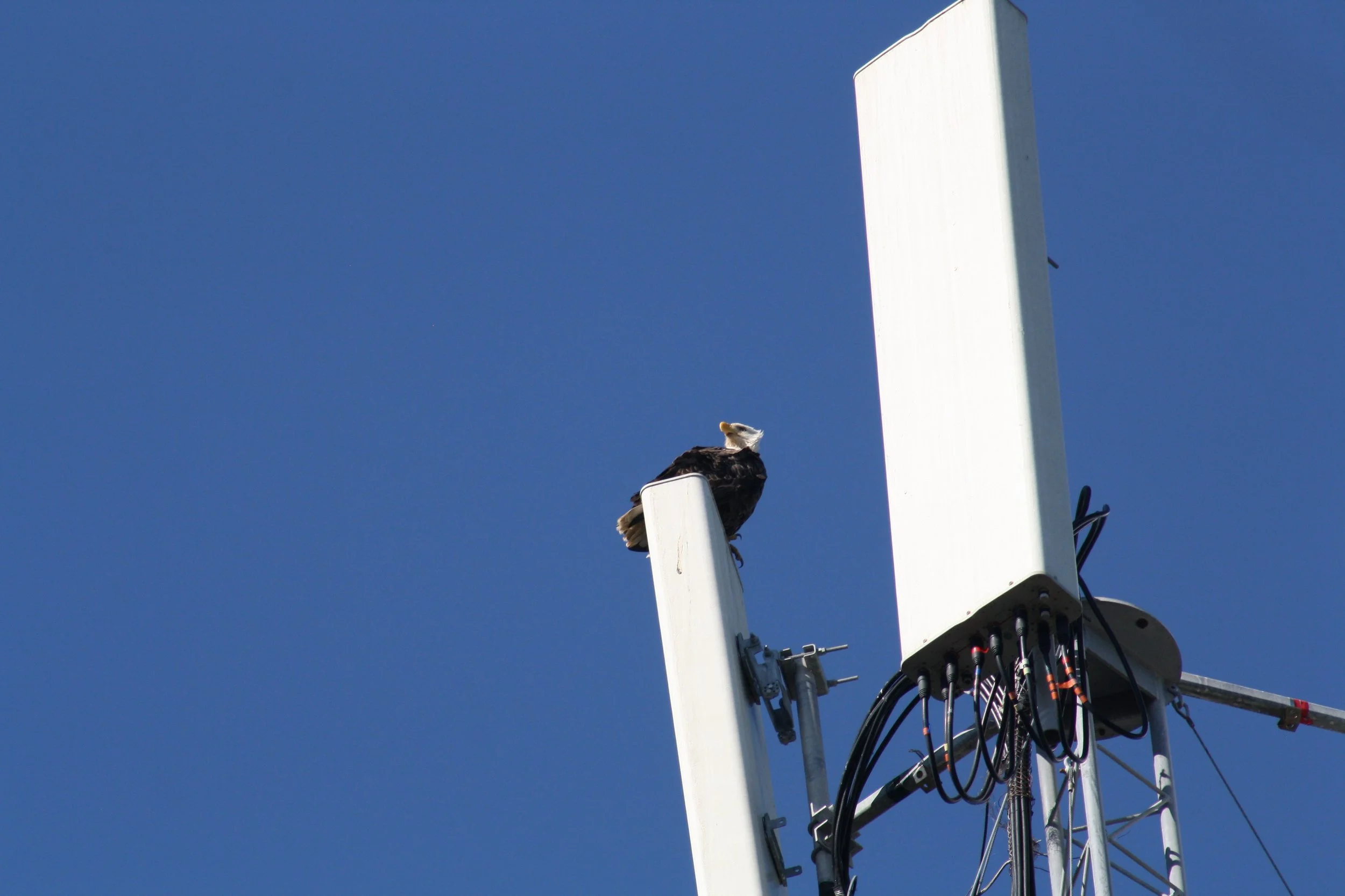 Bald Eagle, Jekyll Island, GA, 2025.