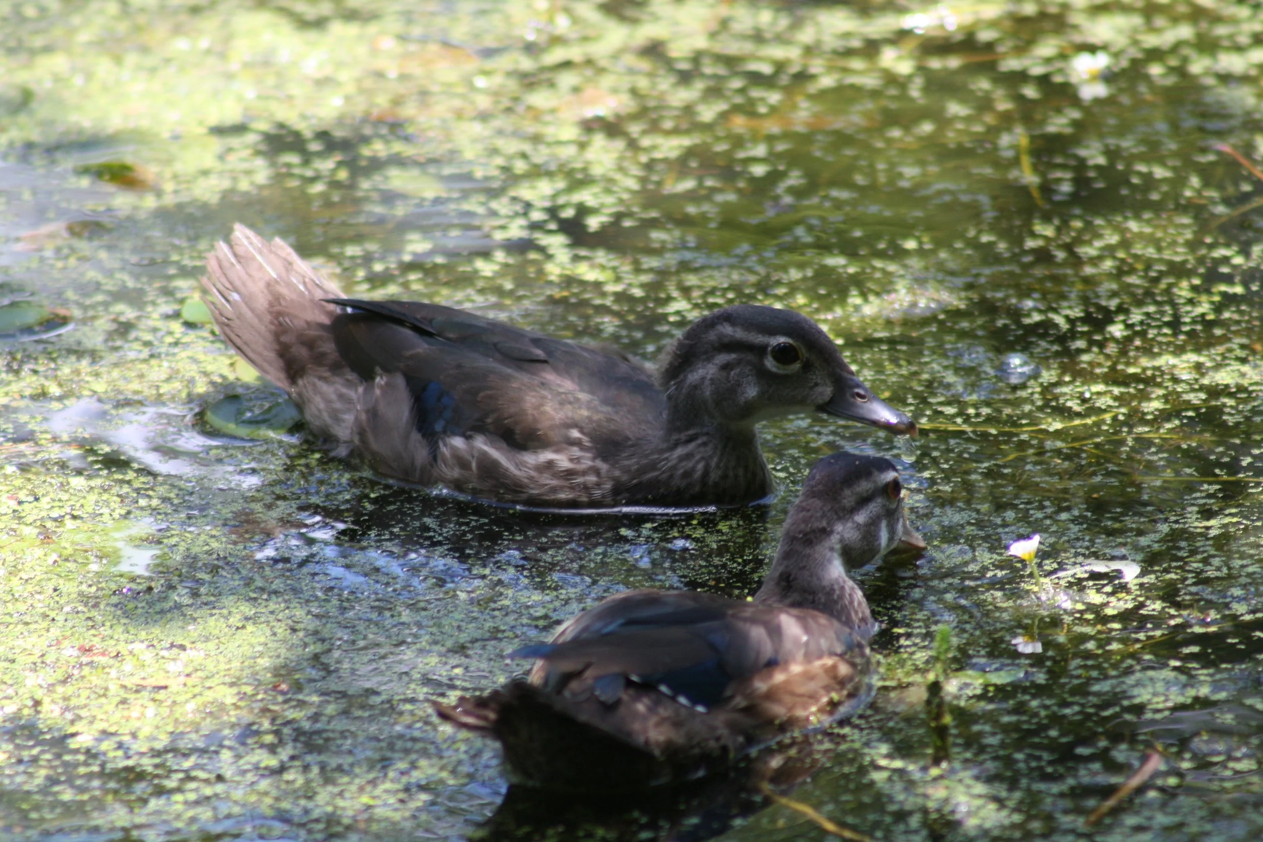 Wood Duck, Charleston, SC, 2026.