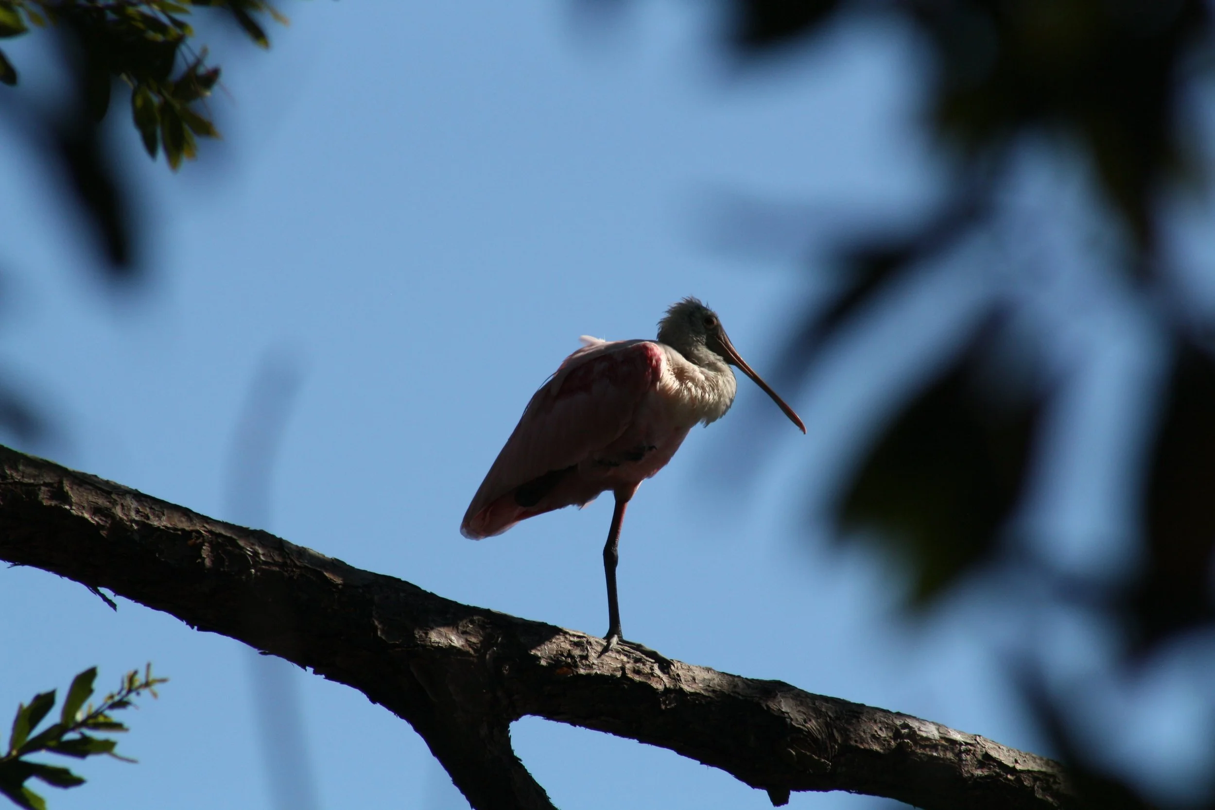 Roseate Spoonbill, Jekyll Island, GA, 2025.