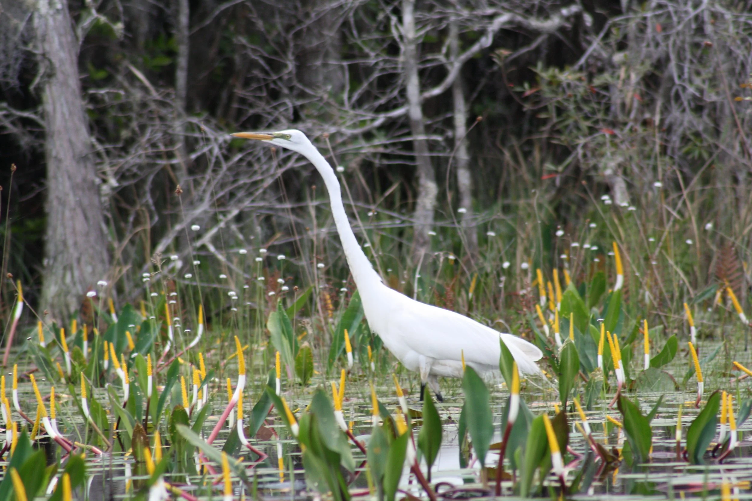 Great Egret, Okefenokee Swamp, GA, 2025.