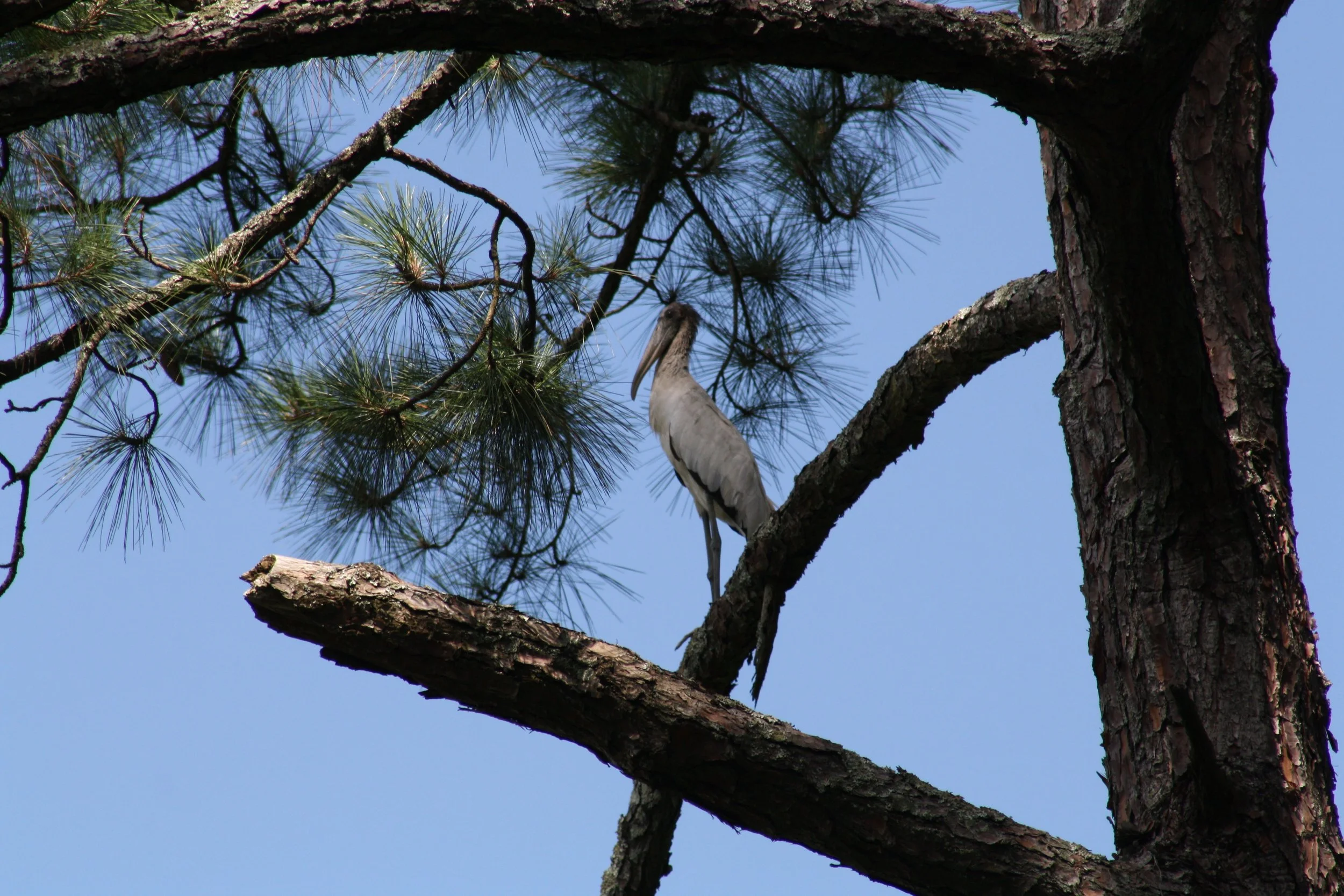 Wood Stork, Jekyll Island, GA, 2025.