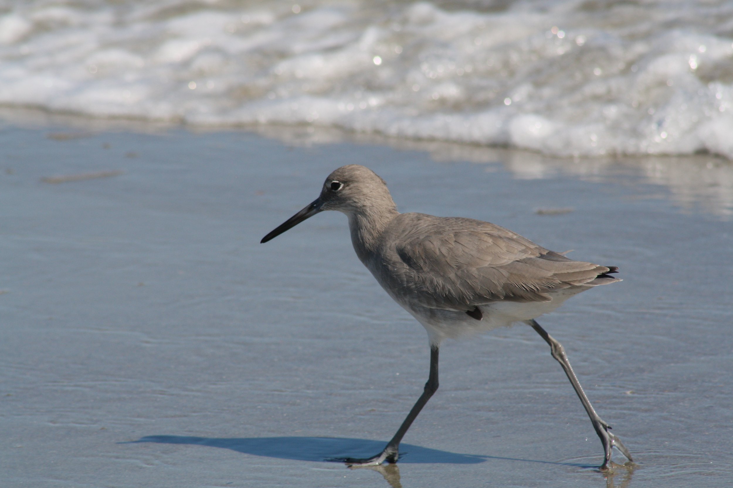 Willet, Tybee Island, GA, 2025.