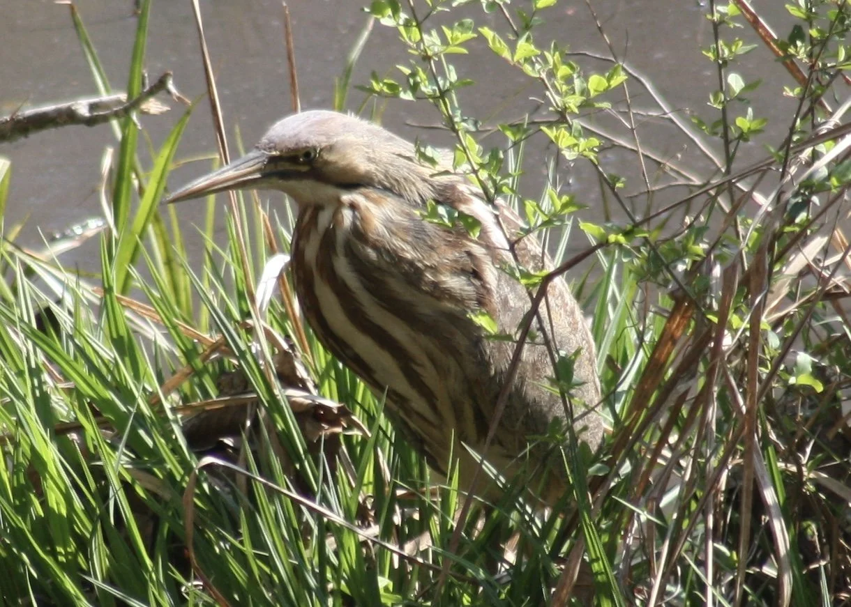 American Bittern, Atlanta, GA, 2026.