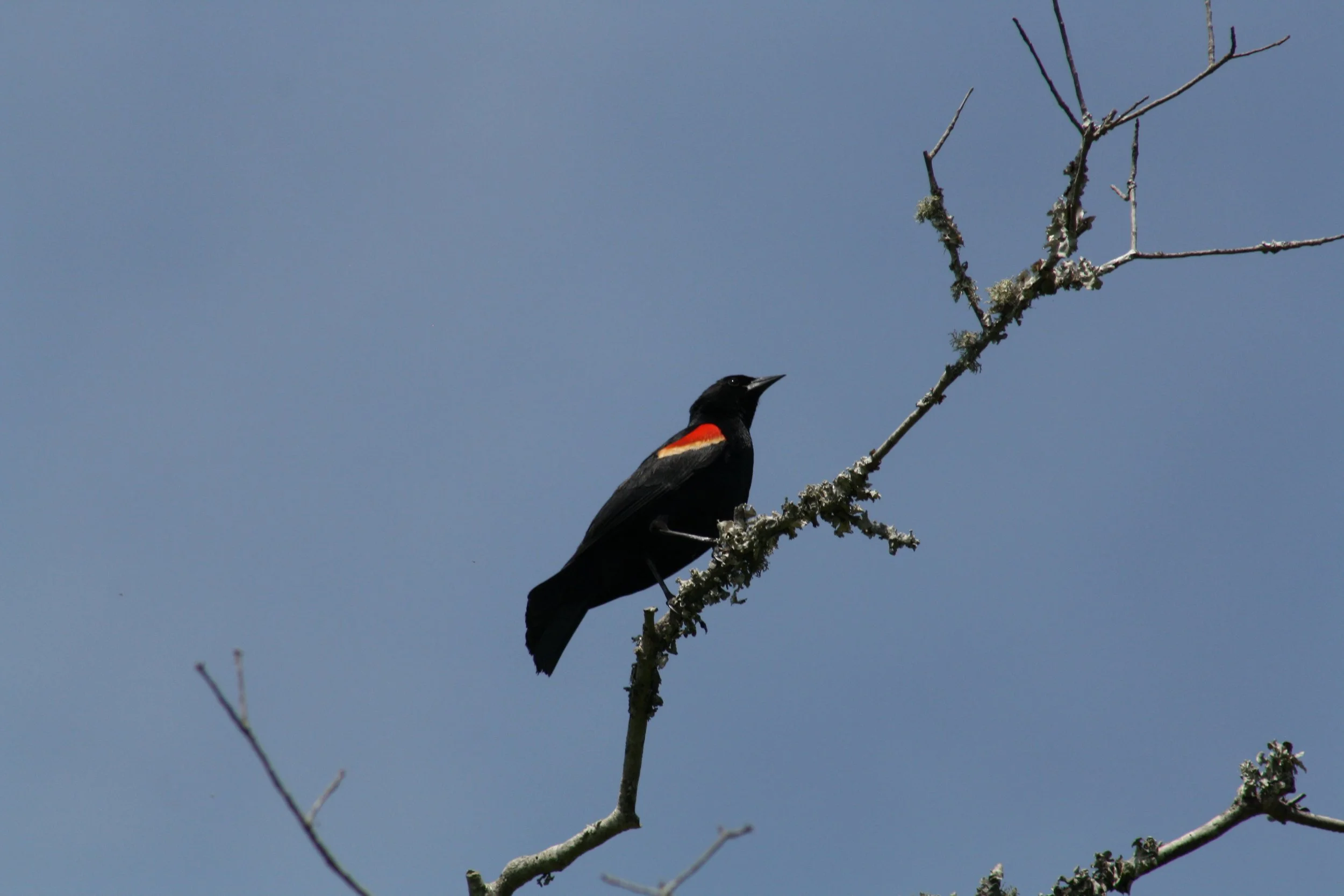 Red Winged Blackbird, Skidaway Island, GA, 2025.