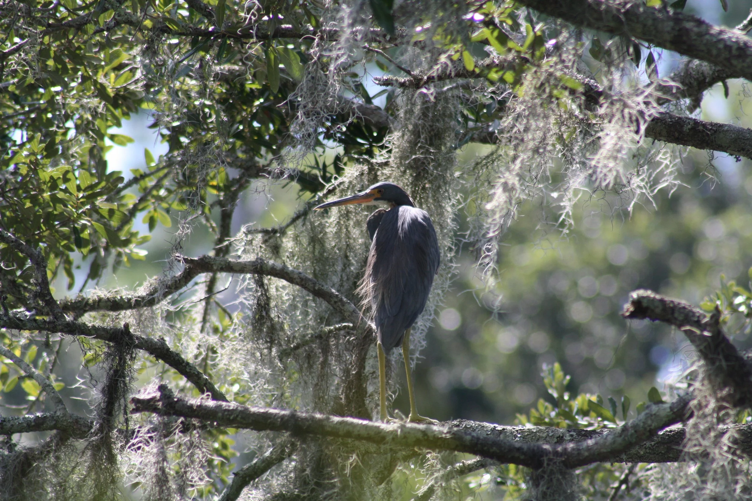 Tricolored Heron, Skidaway Island, GA, 2025.