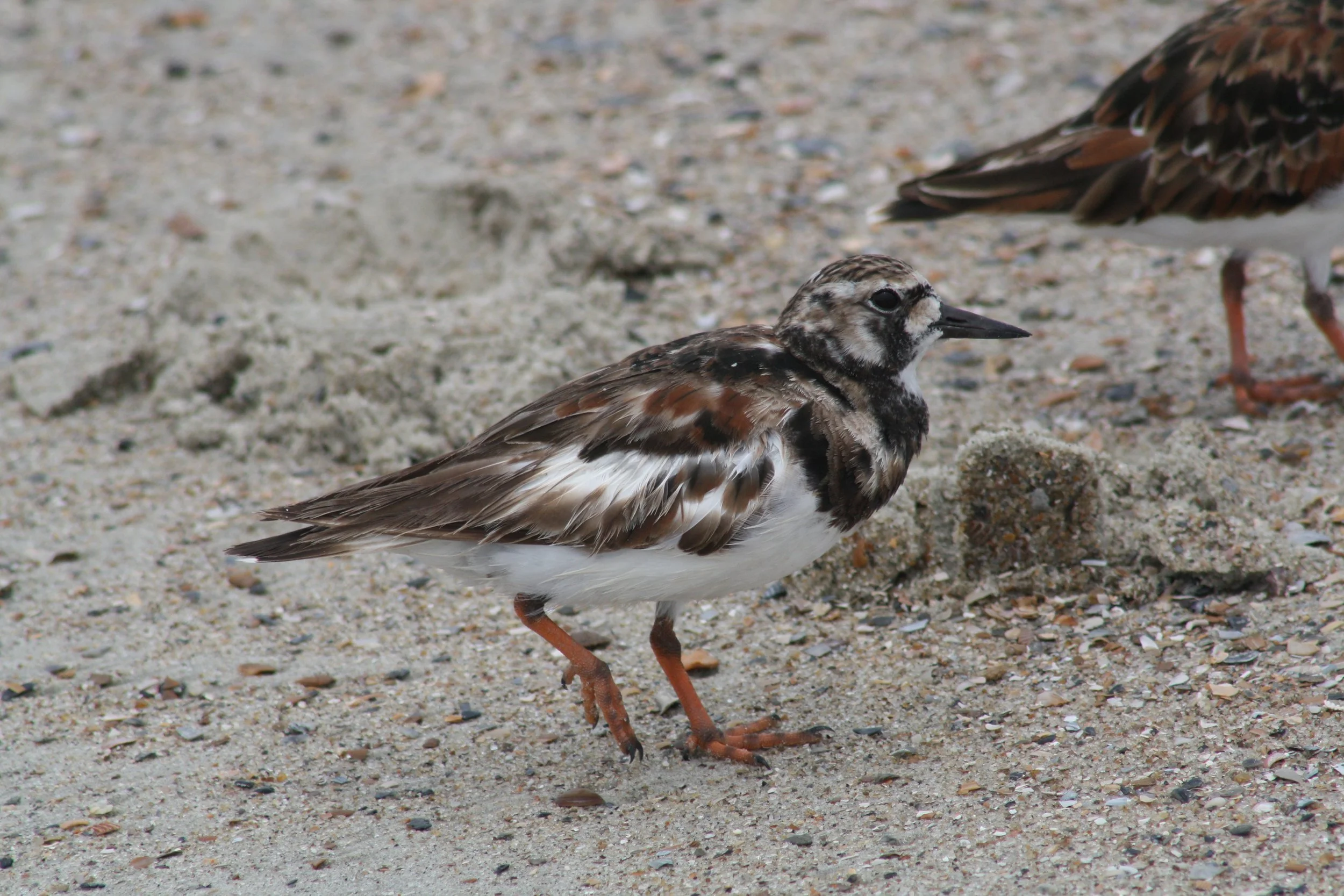 Ruddy Turnstone, Tybee Island, GA, 2026.