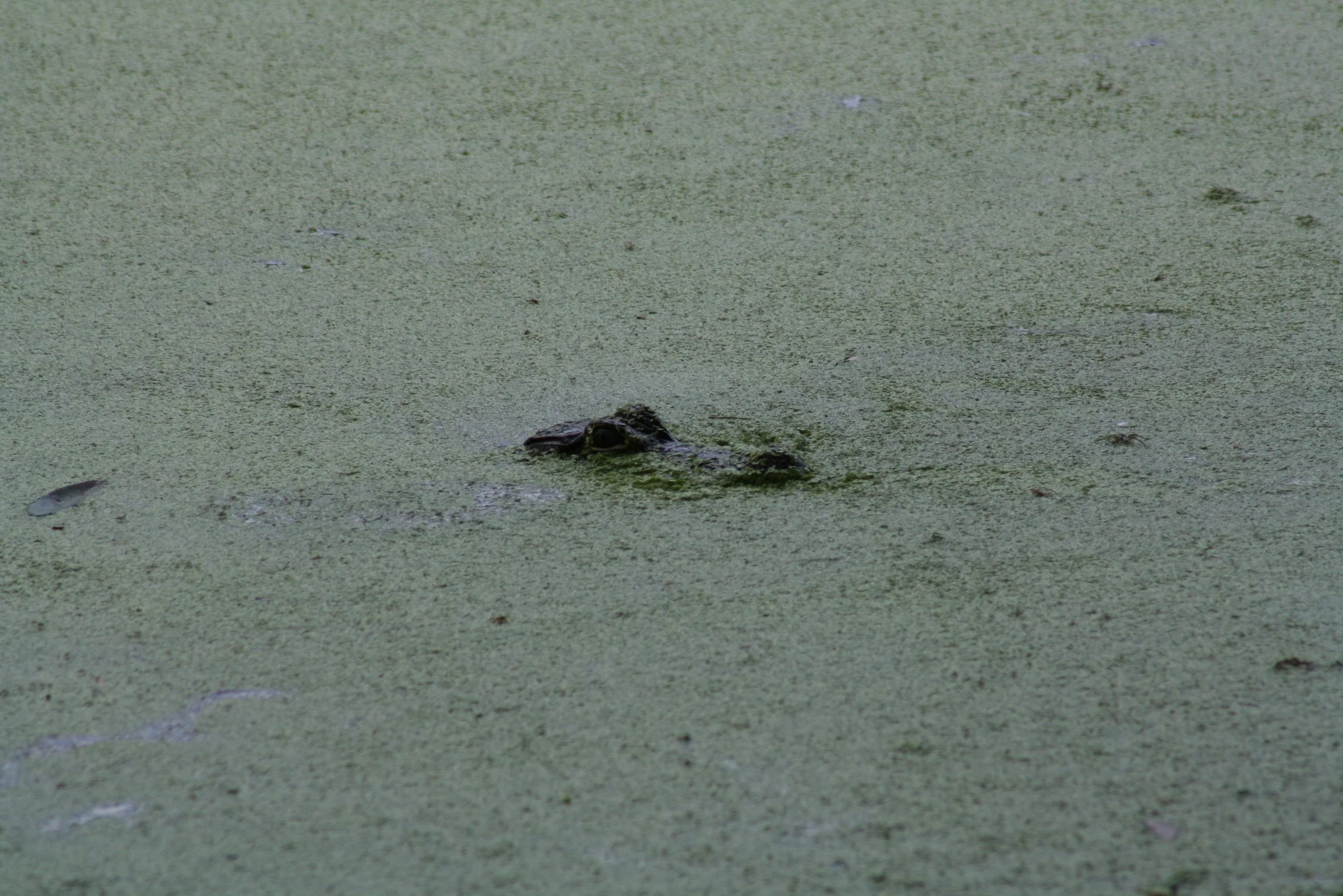 Alligator, Jekyll Island, GA, 2025.