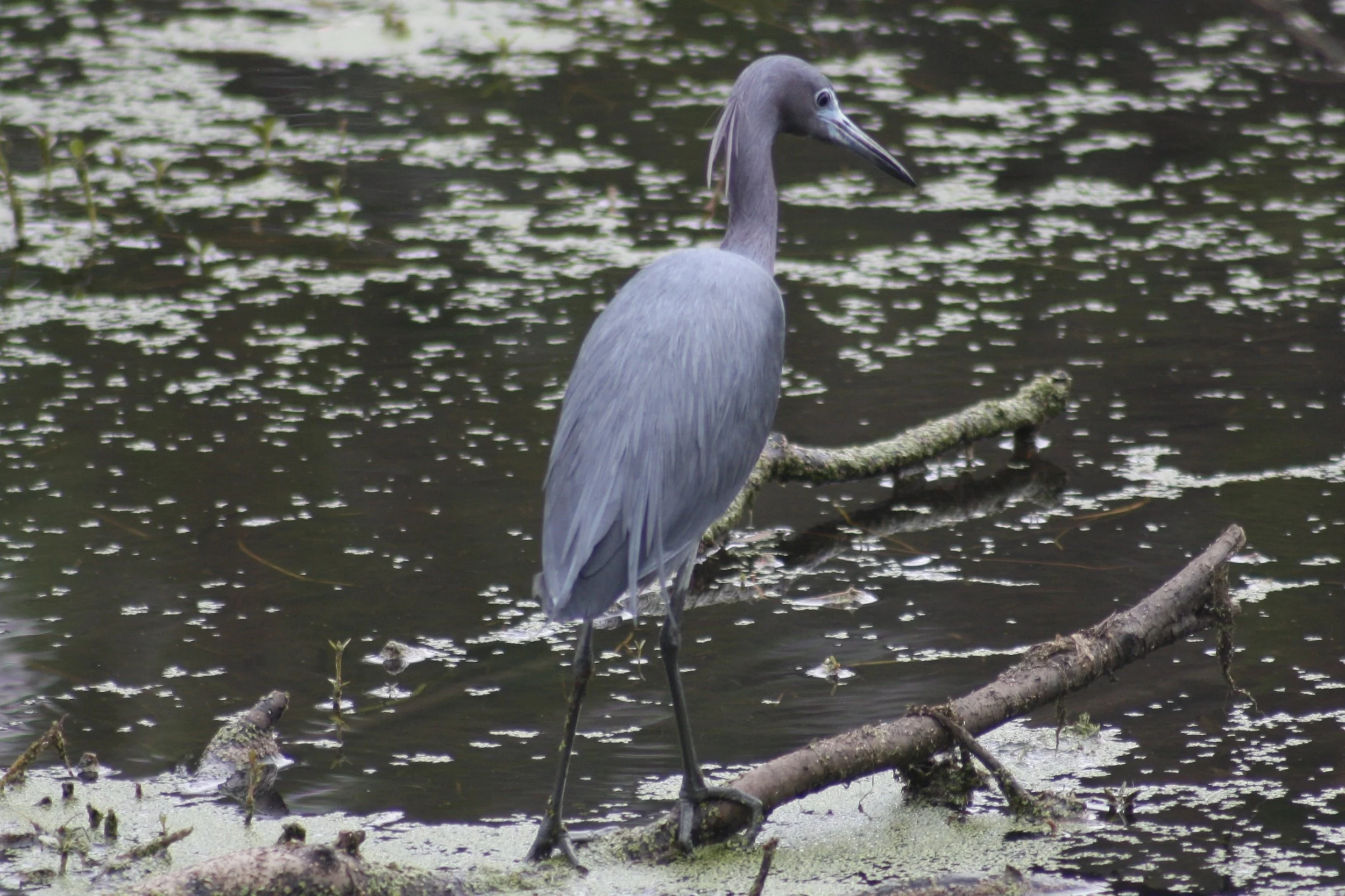 Little Blue Heron, Hilton Head Island, SC, 2026.