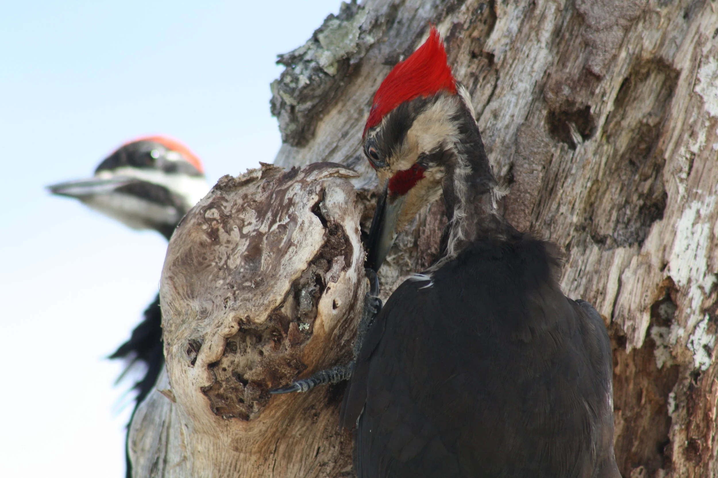 Pileated Woodpecker, Jekyll Island, GA, 2025.