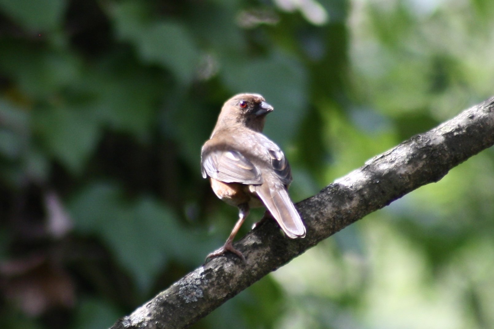Eastern Towhee, Atlanta, GA, 2025.