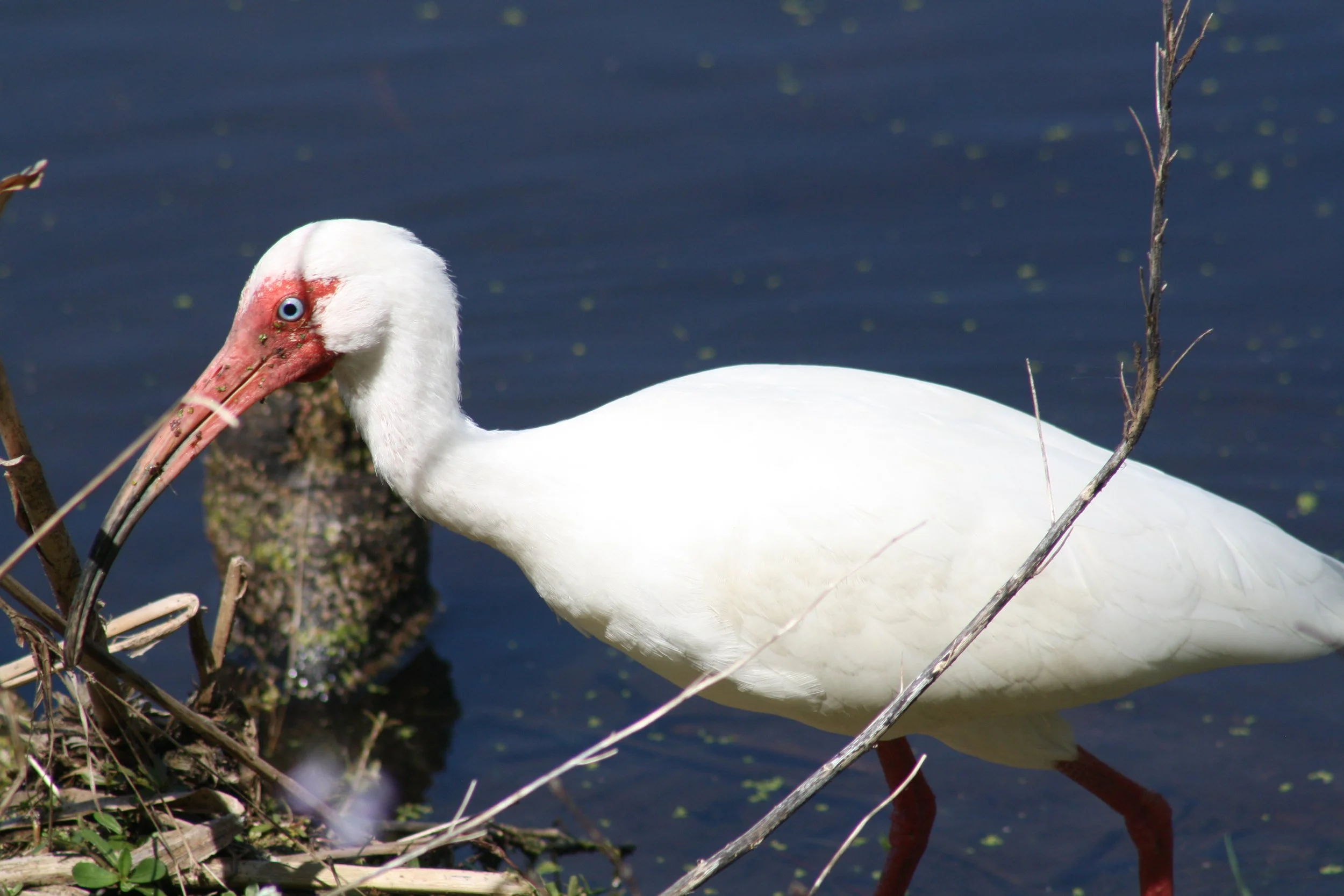 White Ibis, Hilton Head Island, SC, 2026.