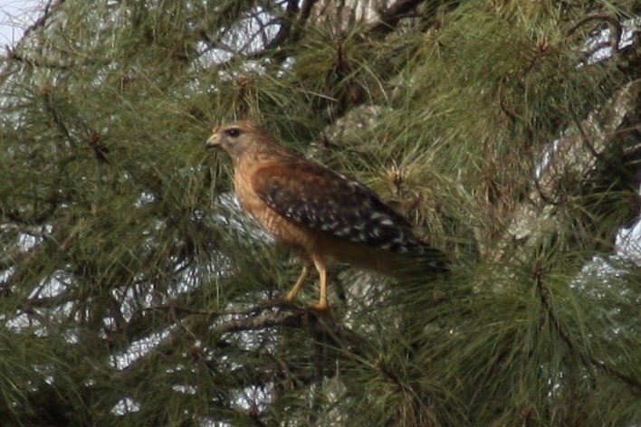 Red Shouldered Hawk, Atlanta, GA, 2025.