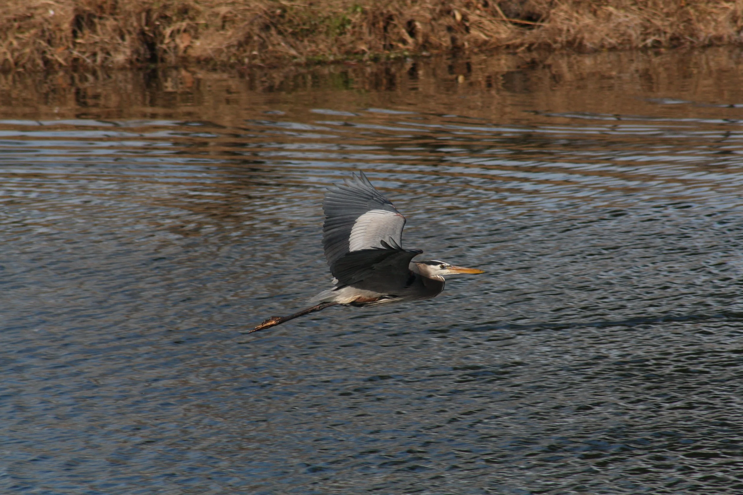 Great Blue Heron, Savannah, GA, 2026.