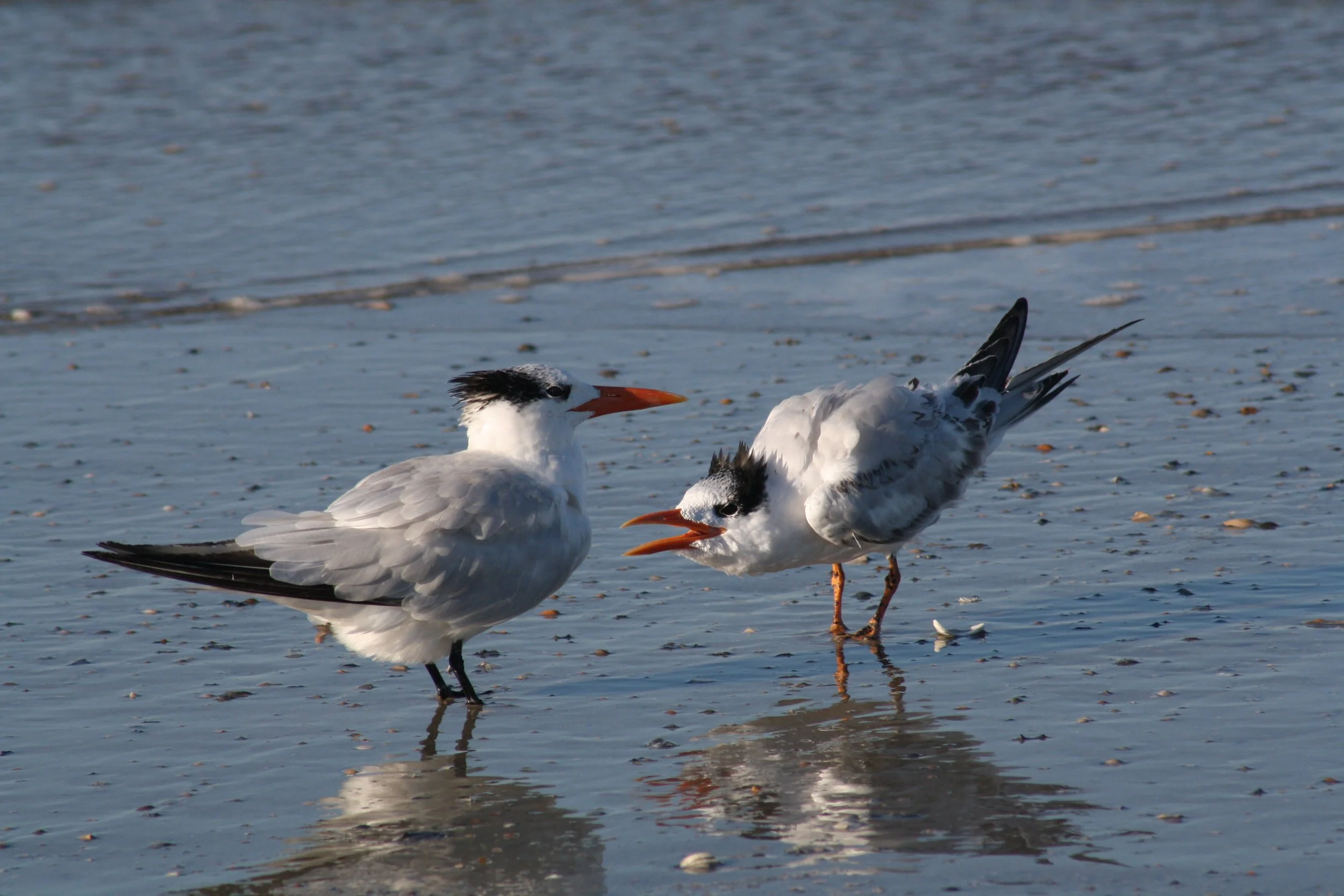 Royal Tern, Tybee Island, GA, 2025.