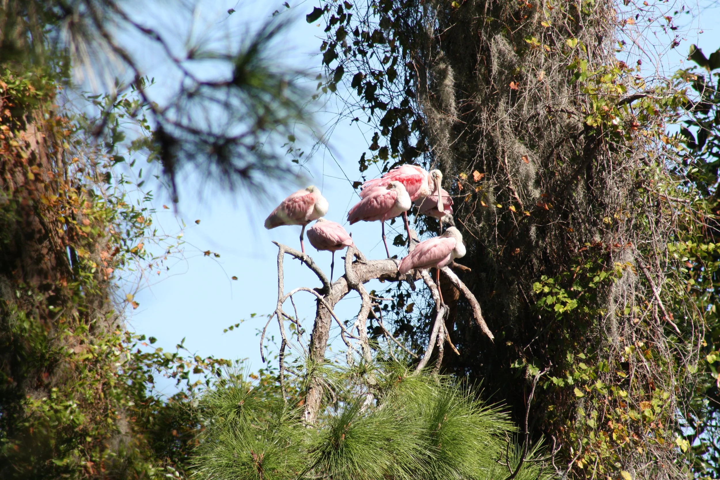 Roseate Spoonbill, Jekyll Island, GA, 2025.