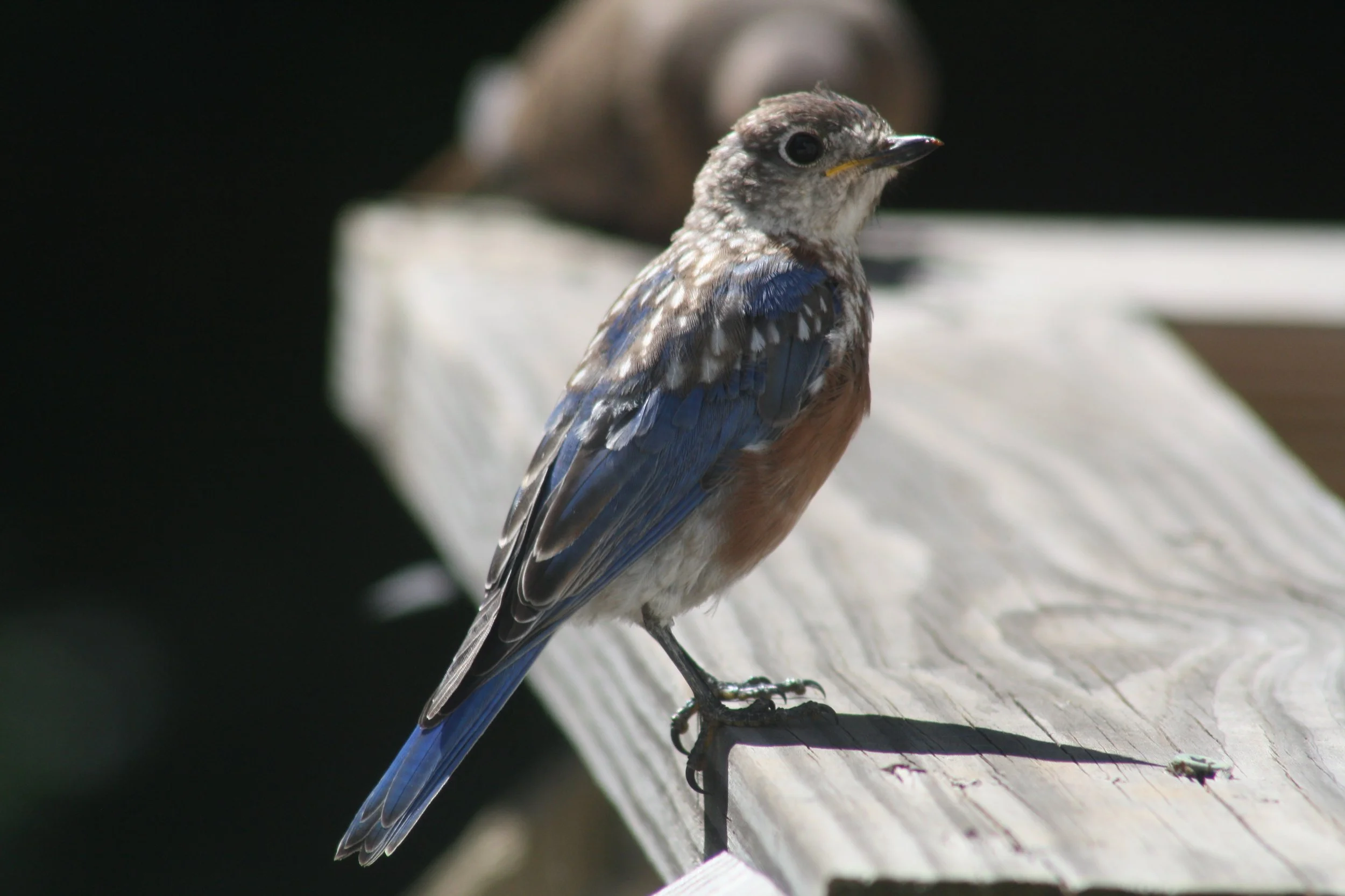 Eastern Bluebird, Alpharetta, GA, 2025.