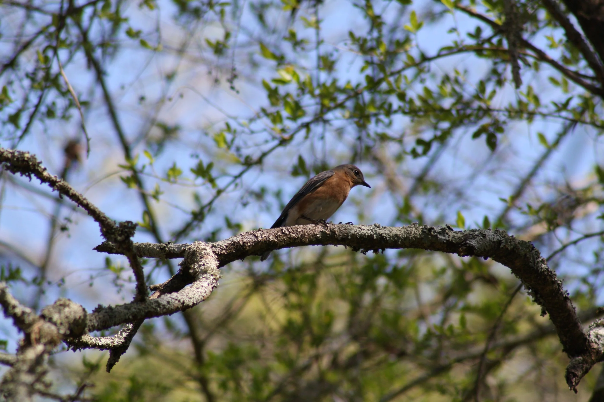 Eastern Bluebird, Atlanta, GA, 2025.